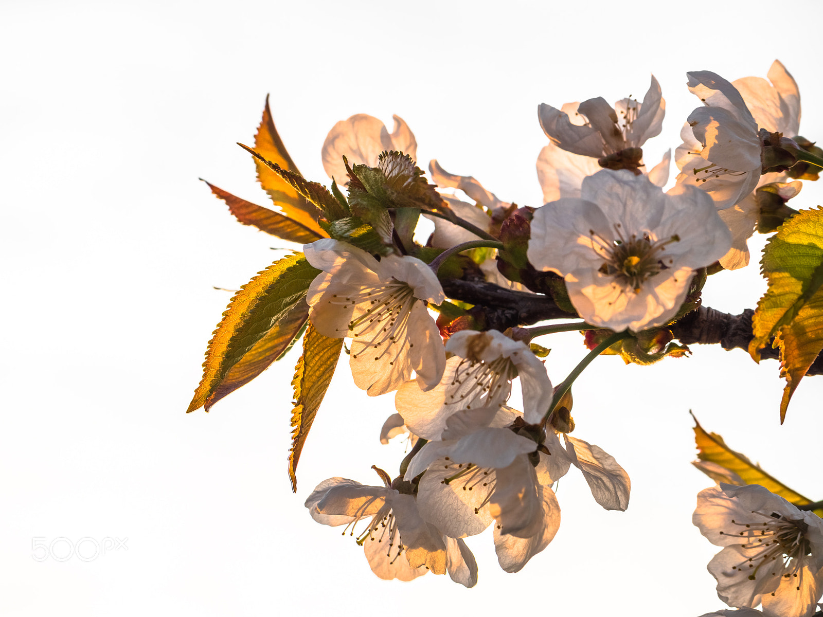 Panasonic Lumix DMC-GX8 sample photo. Cherry blossom iii photography