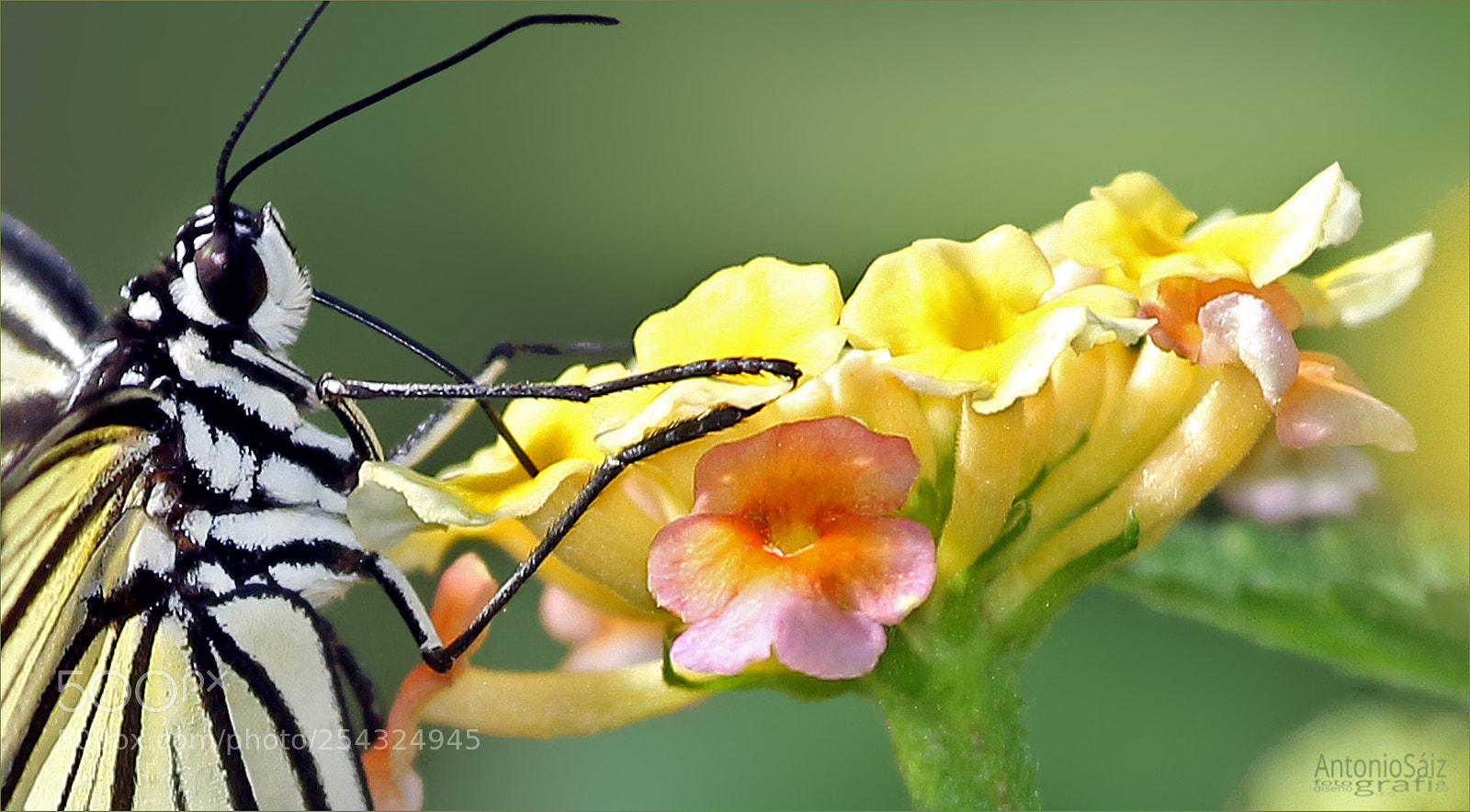 Canon EOS 700D (EOS Rebel T5i / EOS Kiss X7i) sample photo. Mariposa y flor photography