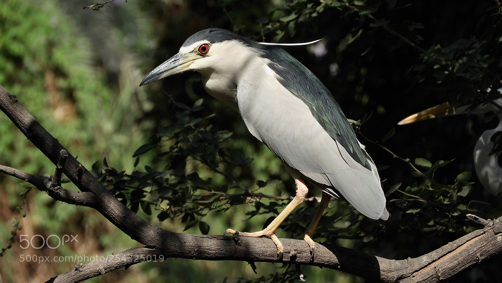Nikon Coolpix B700 sample photo. Black-crowned night heron photography