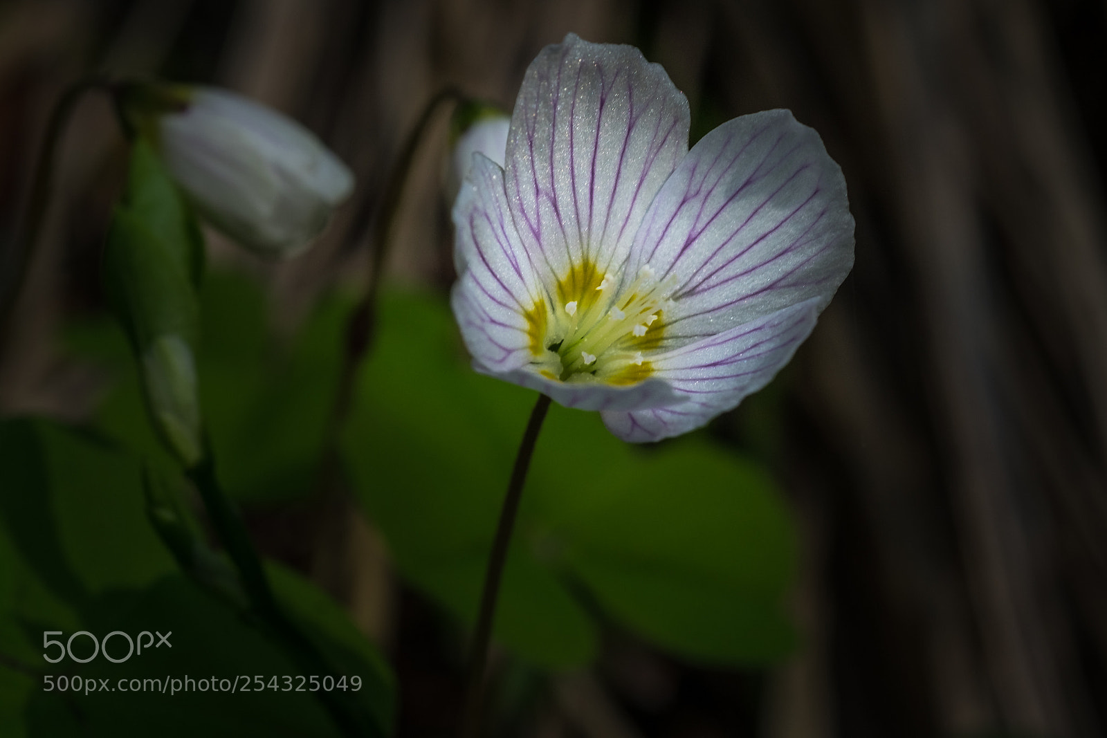 Fujifilm X-T1 sample photo. Waldsauerklee (oxalis acetosella) photography