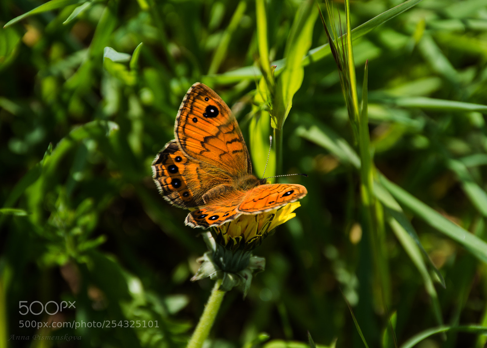 Nikon D7200 sample photo. Yellow butterfly on dandelion photography