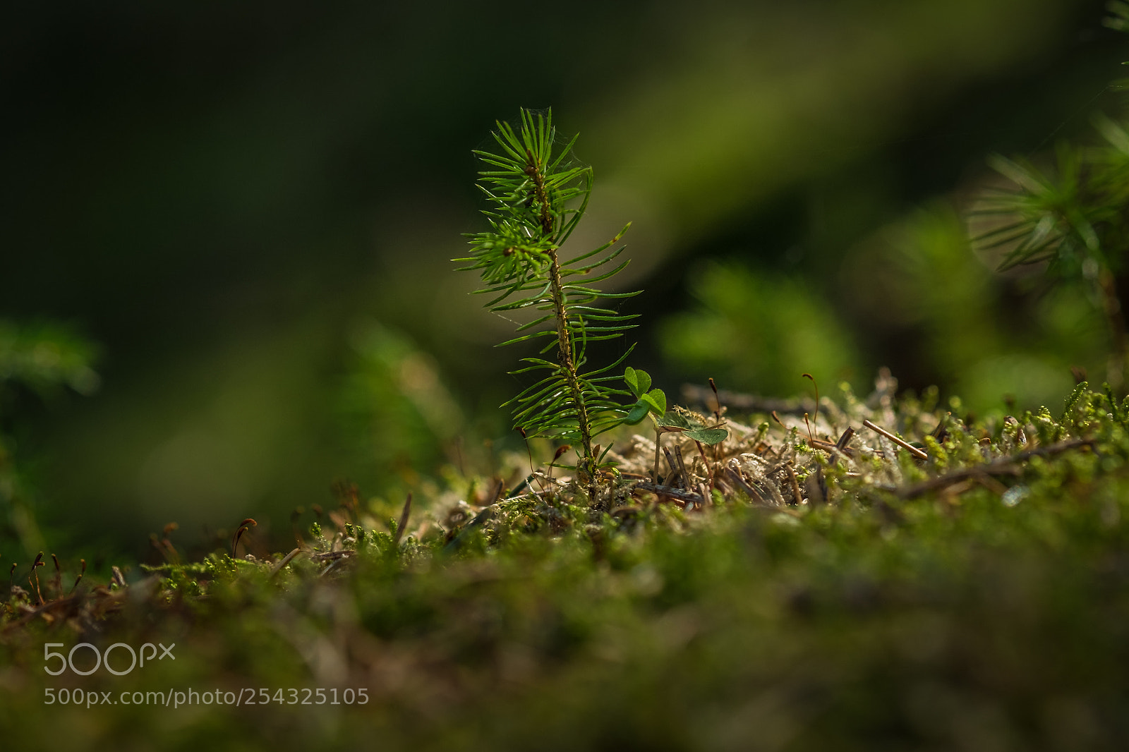 Fujifilm X-T1 sample photo. Miniaturb umchen auf einem photography