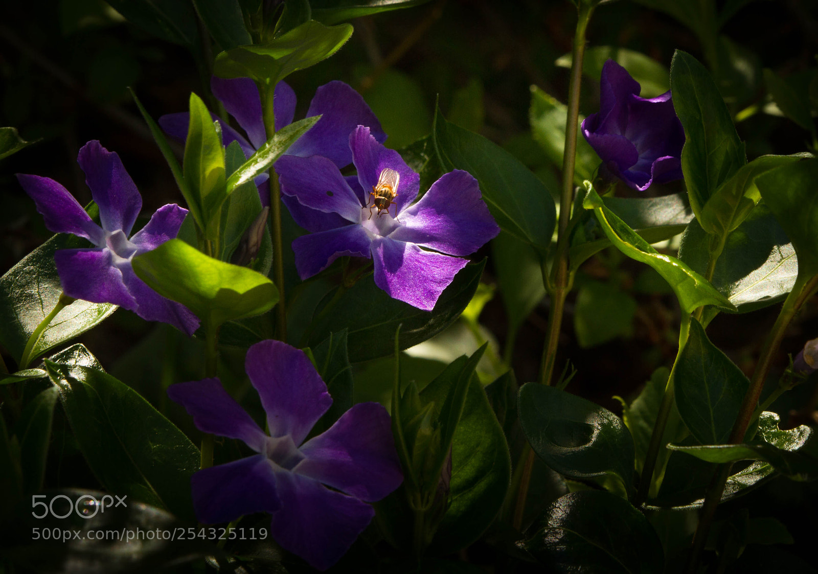 Canon EOS 7D sample photo. Spring! photography