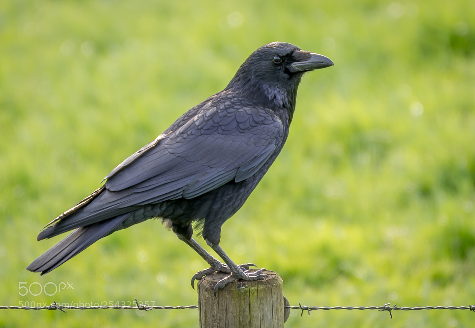 Nikon D7100 sample photo. Common raven (corvus corax) photography