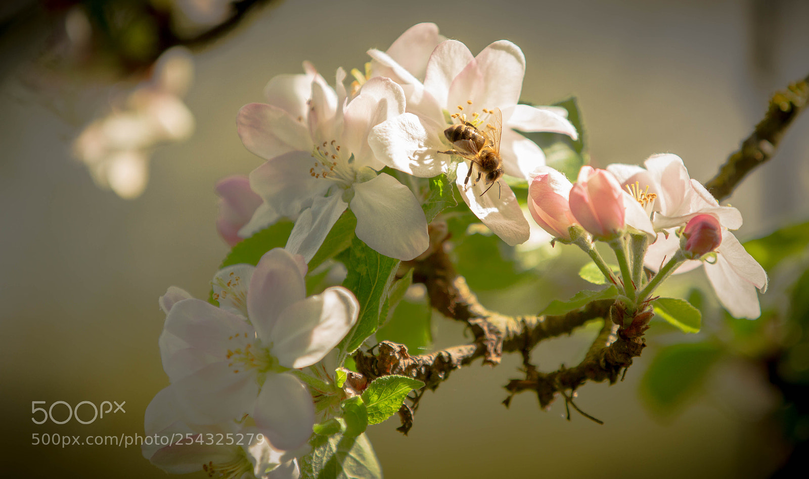 Canon EOS 7D sample photo. Pollinating photography