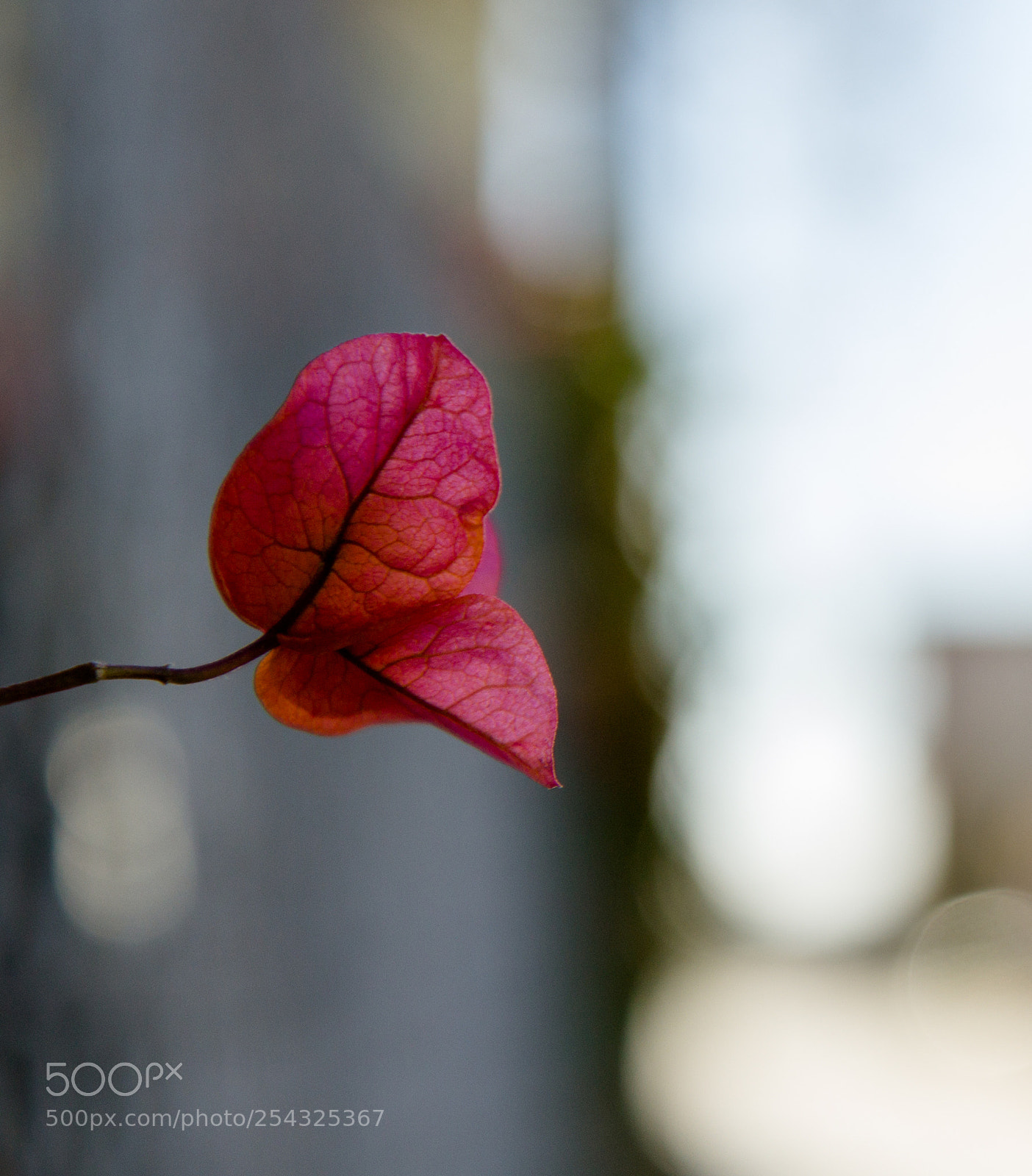 Canon EOS 60D sample photo. Life on the fence photography