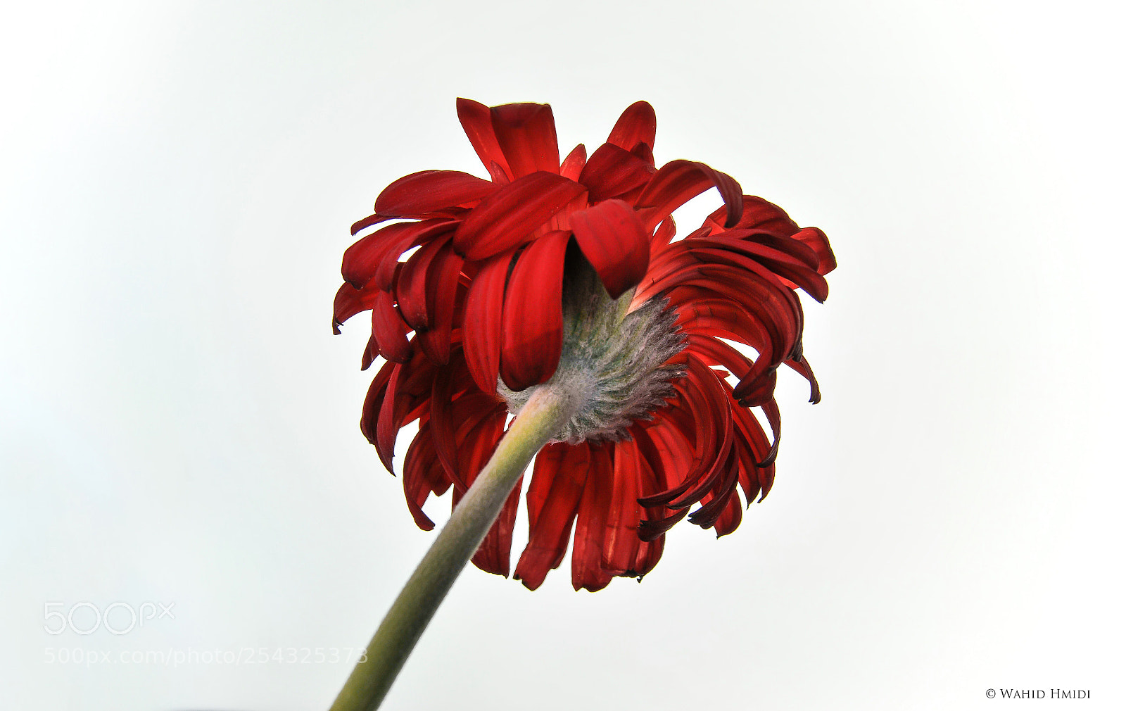 Nikon D300 sample photo. Rasta flower photography