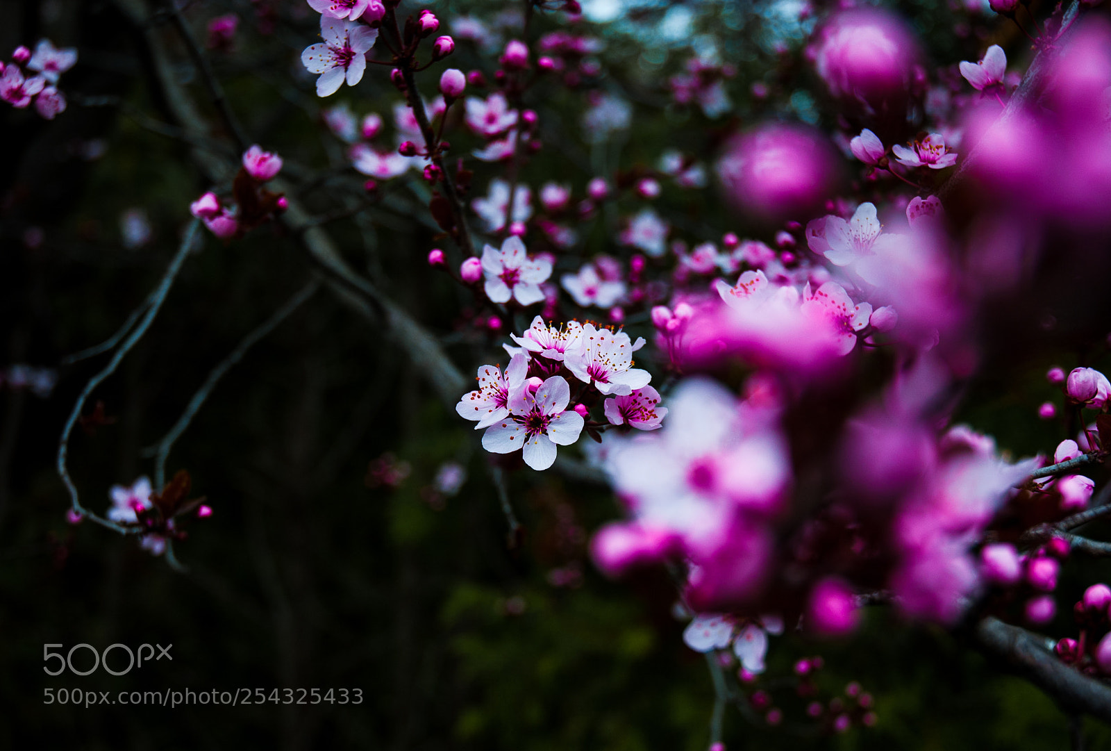 Nikon D50 sample photo. Tree photography