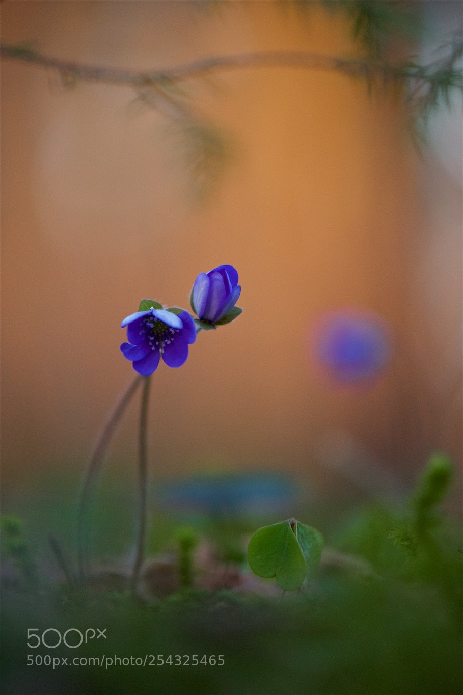 Nikon D810 sample photo. Sunset time. photography