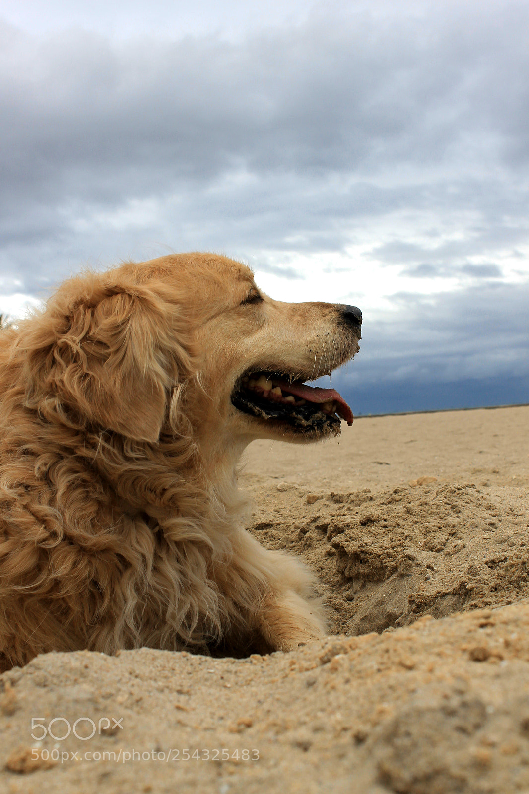 Canon EOS 1100D (EOS Rebel T3 / EOS Kiss X50) sample photo. Golden retriever in the photography
