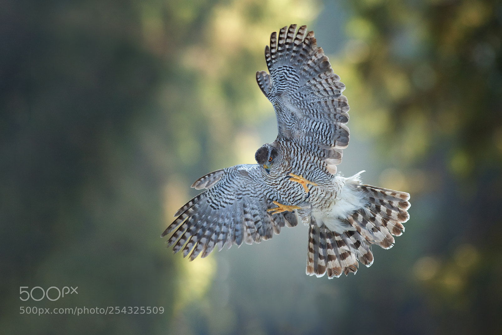 Nikon D500 sample photo. Brown goshawk, landing. photography