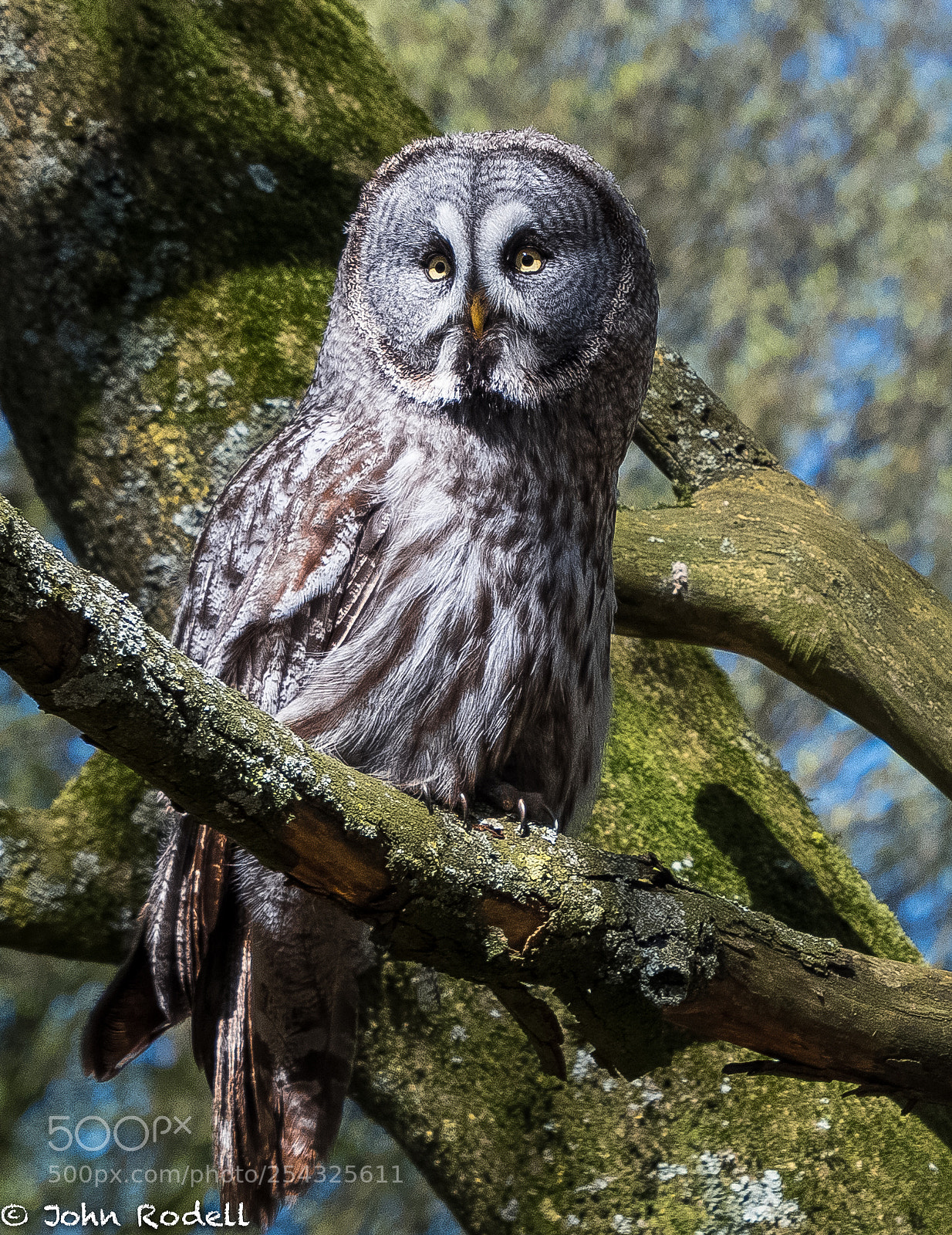 Nikon D500 sample photo. Great grey owl photography
