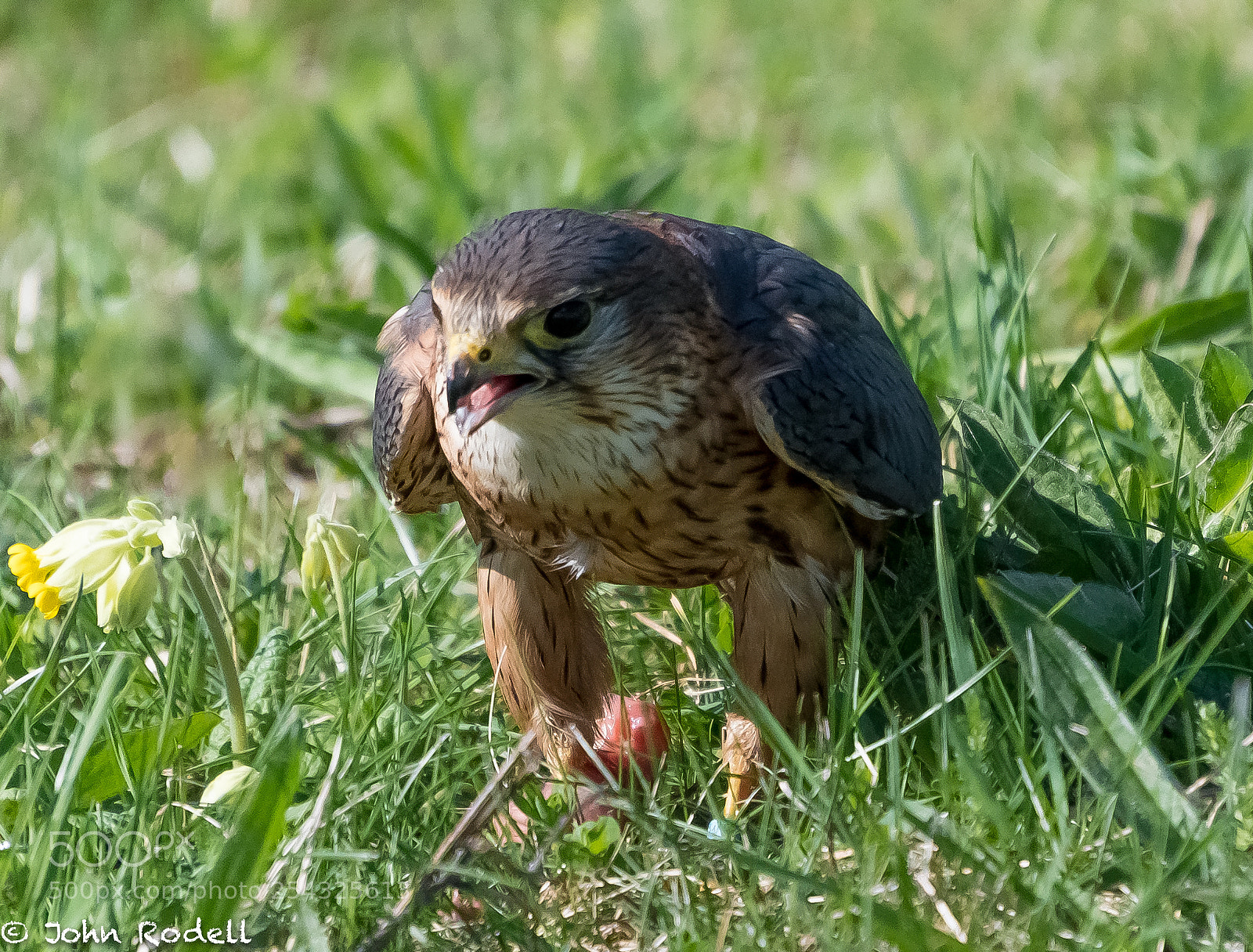 Nikon D500 sample photo. Merlin photography