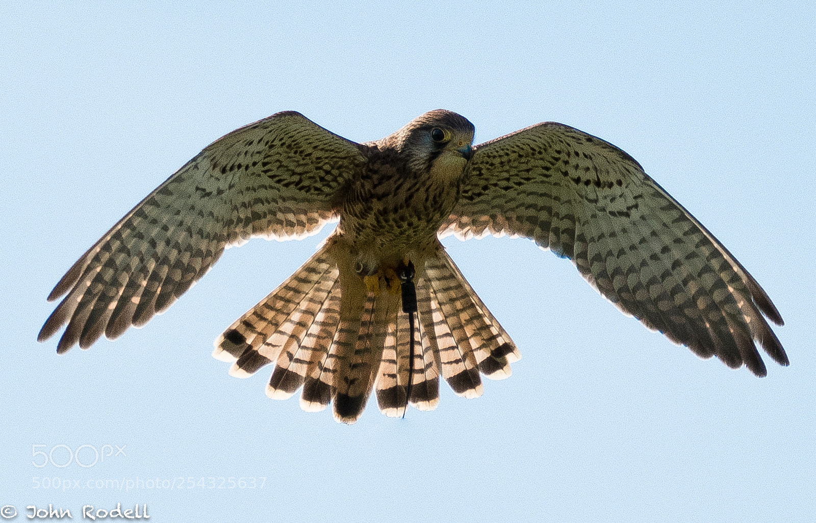 Nikon D500 sample photo. On the hover photography