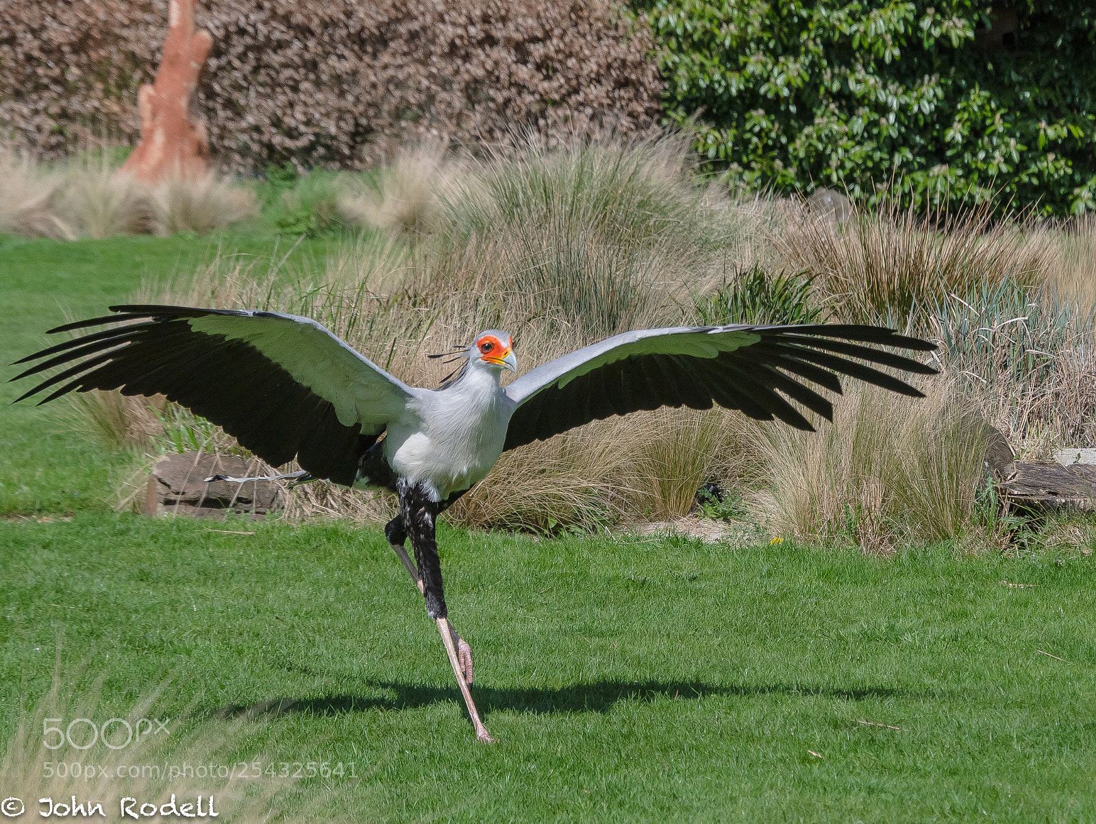 Nikon D500 sample photo. Secretary bird photography