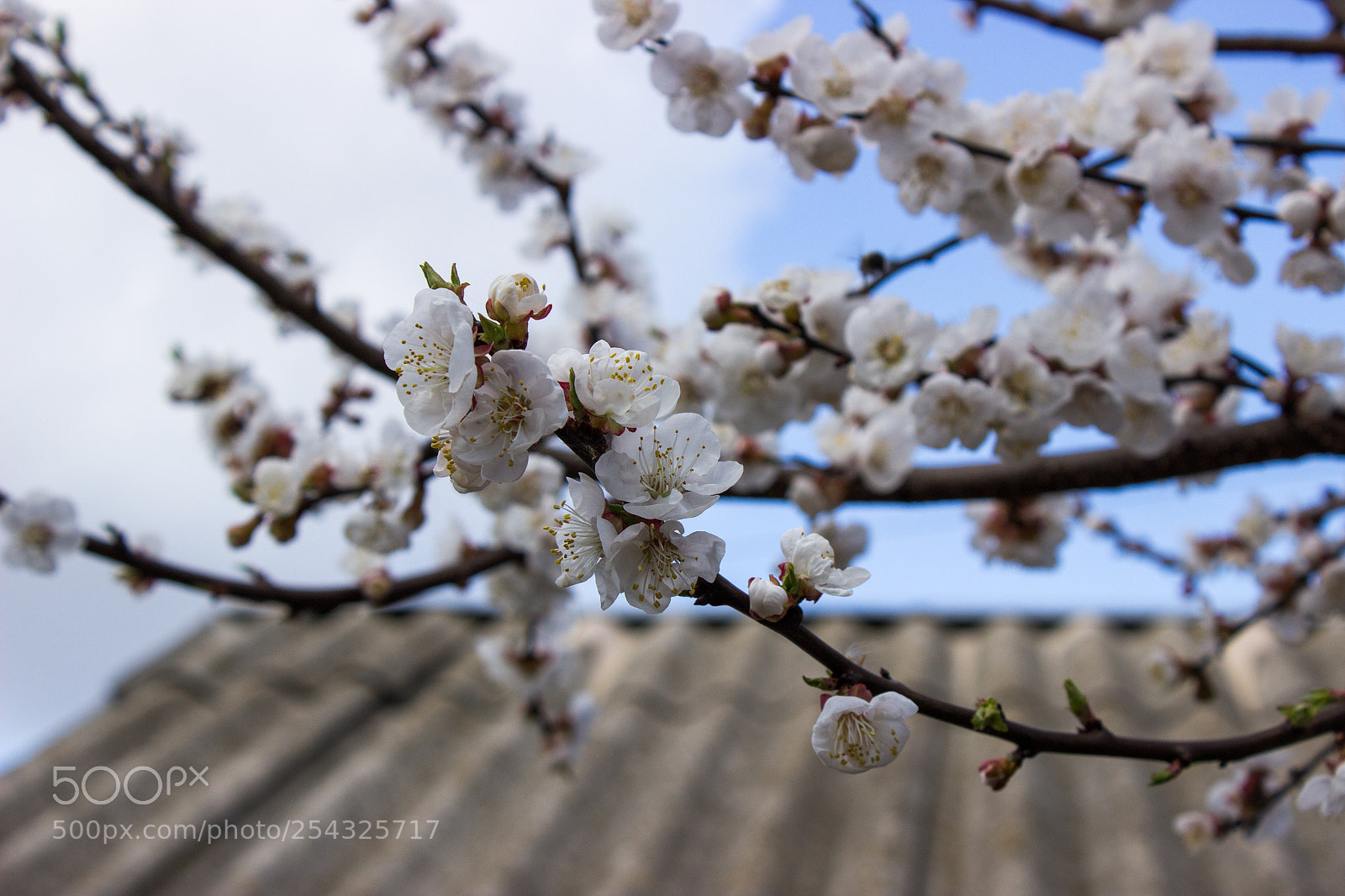 Canon EOS 600D (Rebel EOS T3i / EOS Kiss X5) sample photo. Apricot blossom photography