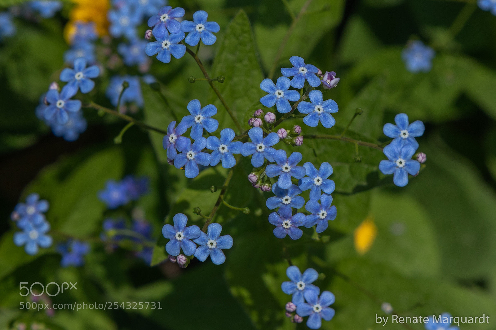 Canon EOS 7D Mark II sample photo. Vergissmeinnicht (myosotis) photography