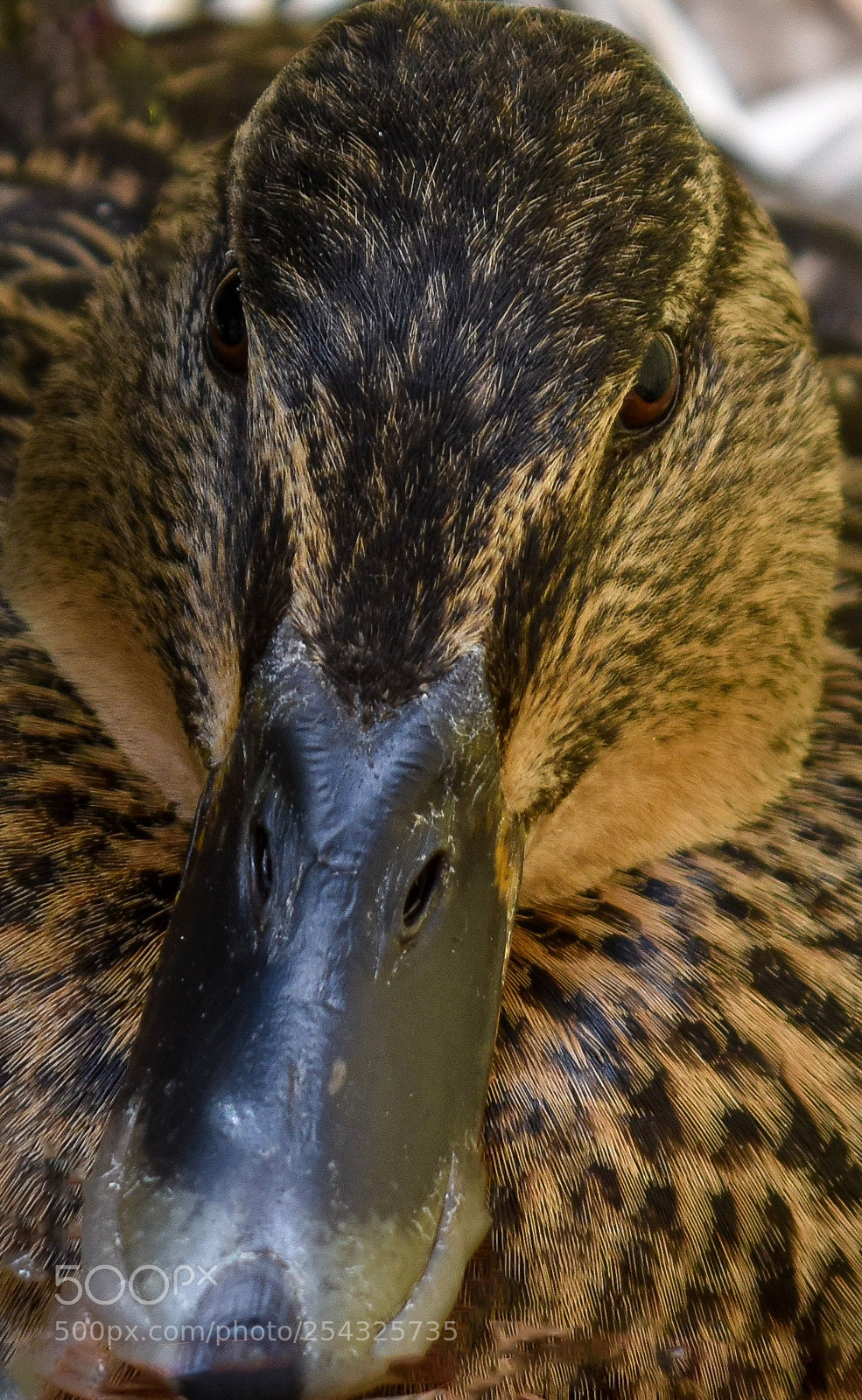 Nikon D5500 sample photo. Awesome close up duck photography