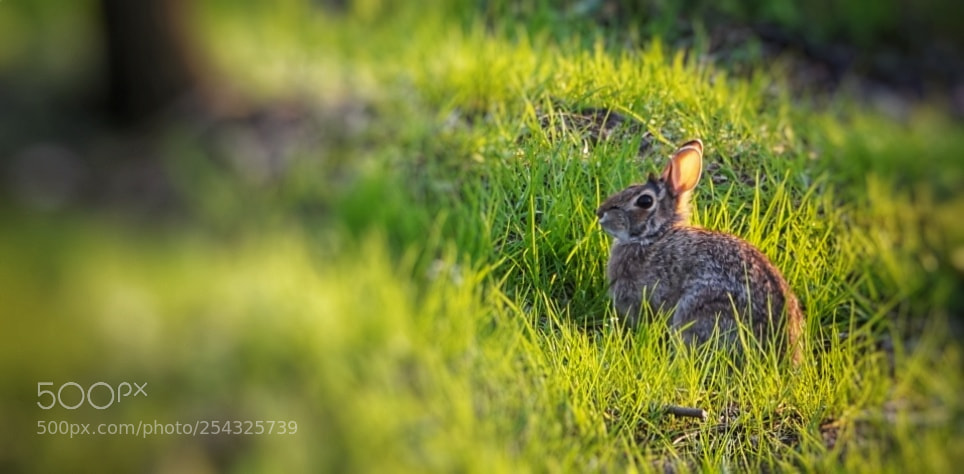 Sony Alpha a3000 sample photo. Little rabbit photography
