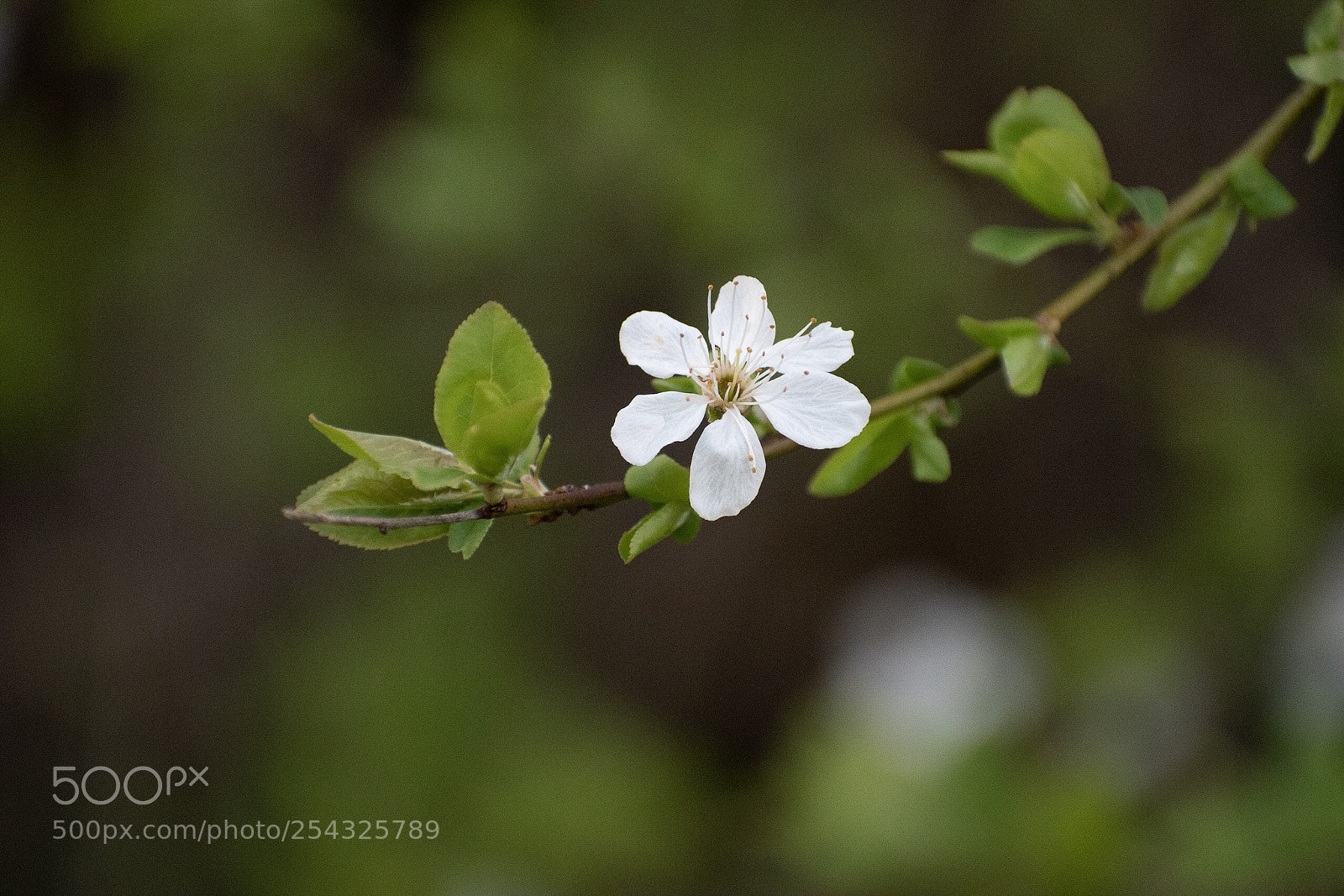 Nikon D5600 sample photo. Blüte photography