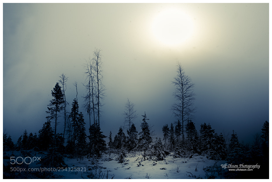 Nikon D200 sample photo. In the fir forest photography