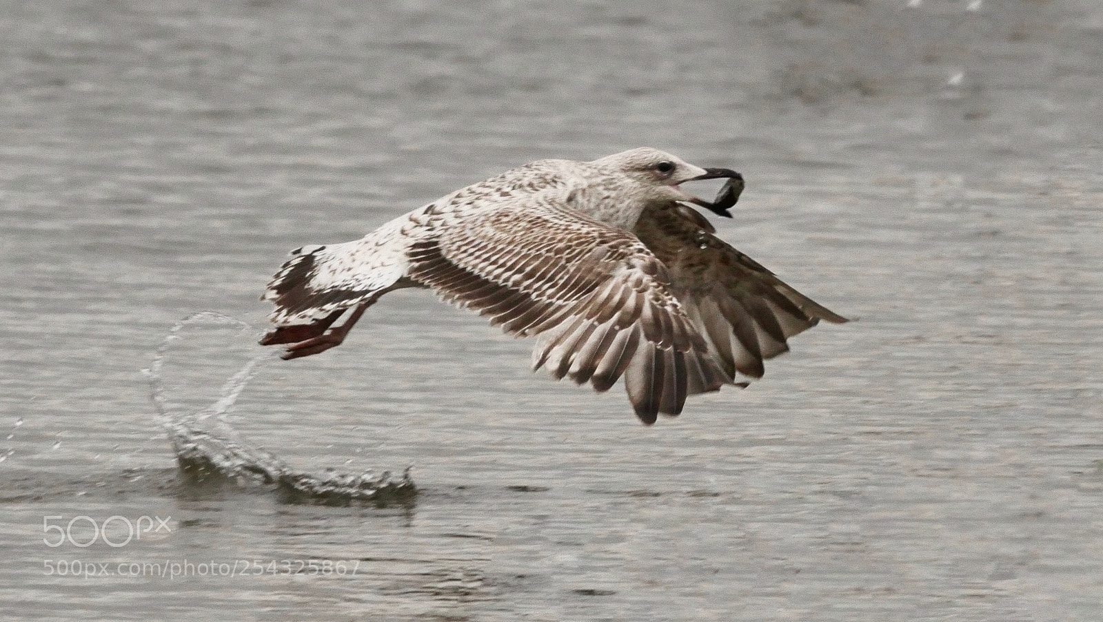 Panasonic Lumix DMC-GH4 sample photo. Juvenile seagull  photography