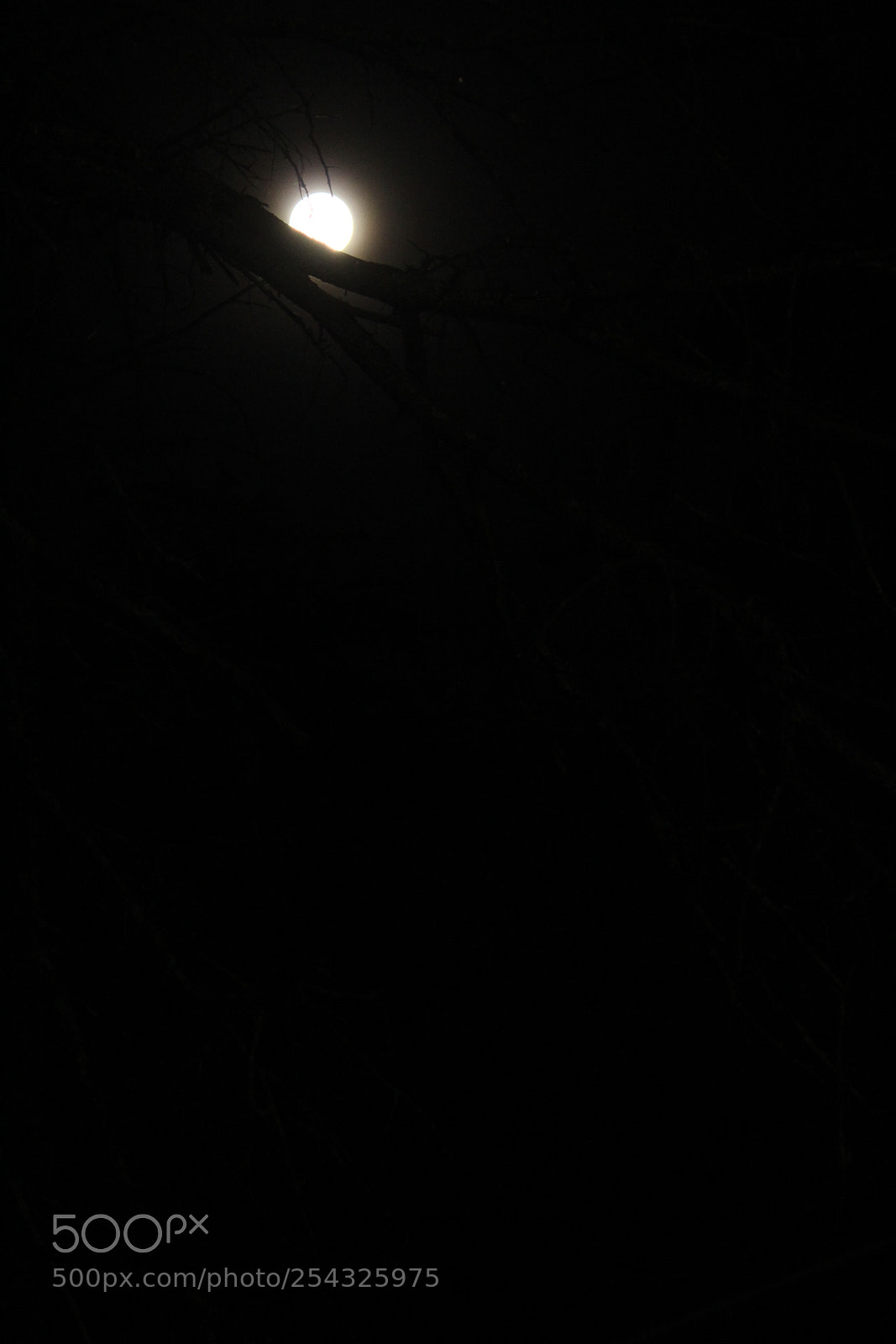 Canon EF-S 55-250mm F4-5.6 IS II sample photo. Untitled photography