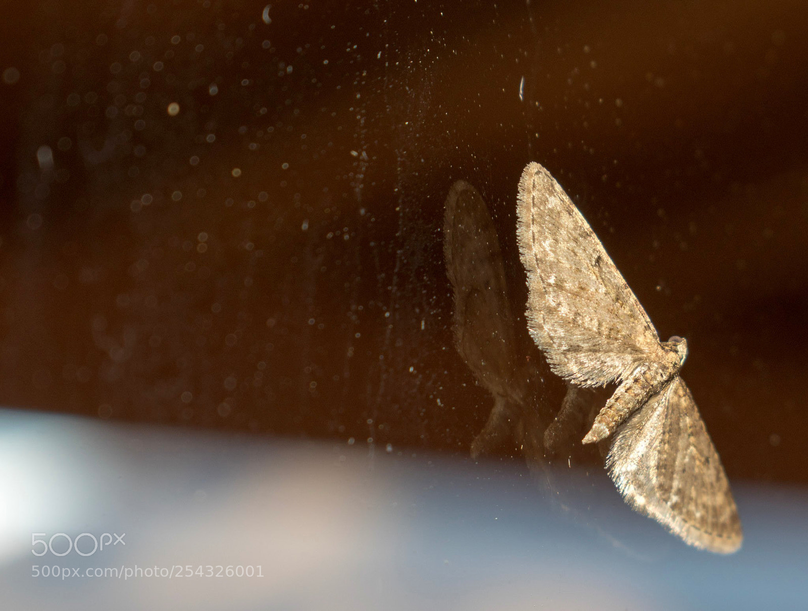 Nikon D5500 sample photo. It's just a moth photography
