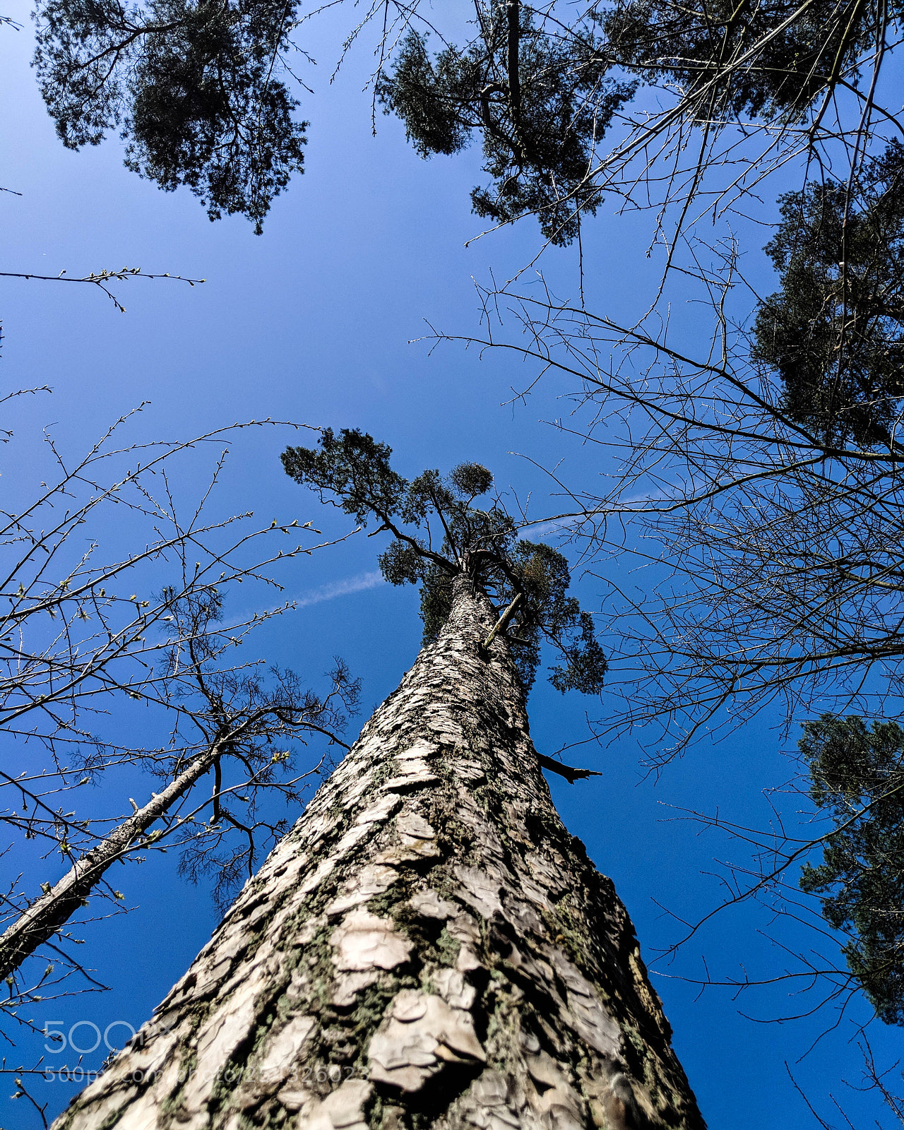 Google Pixel 2 sample photo. In the woods photography