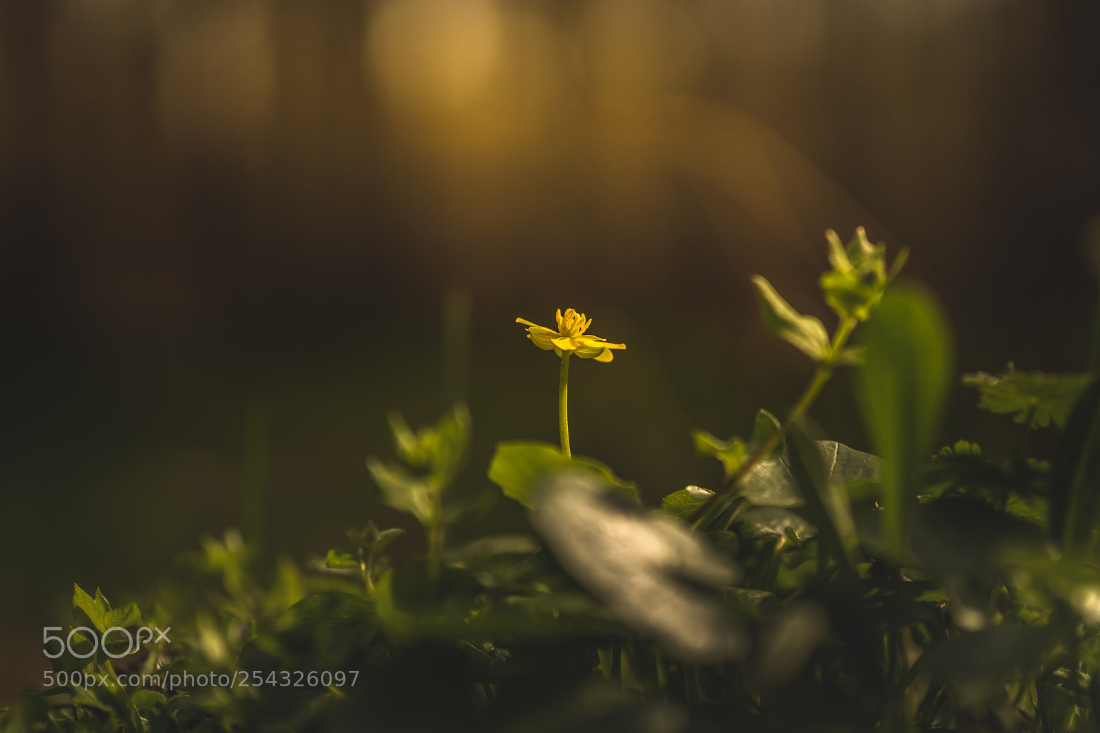 Sony a6500 sample photo. Yellow beauty photography