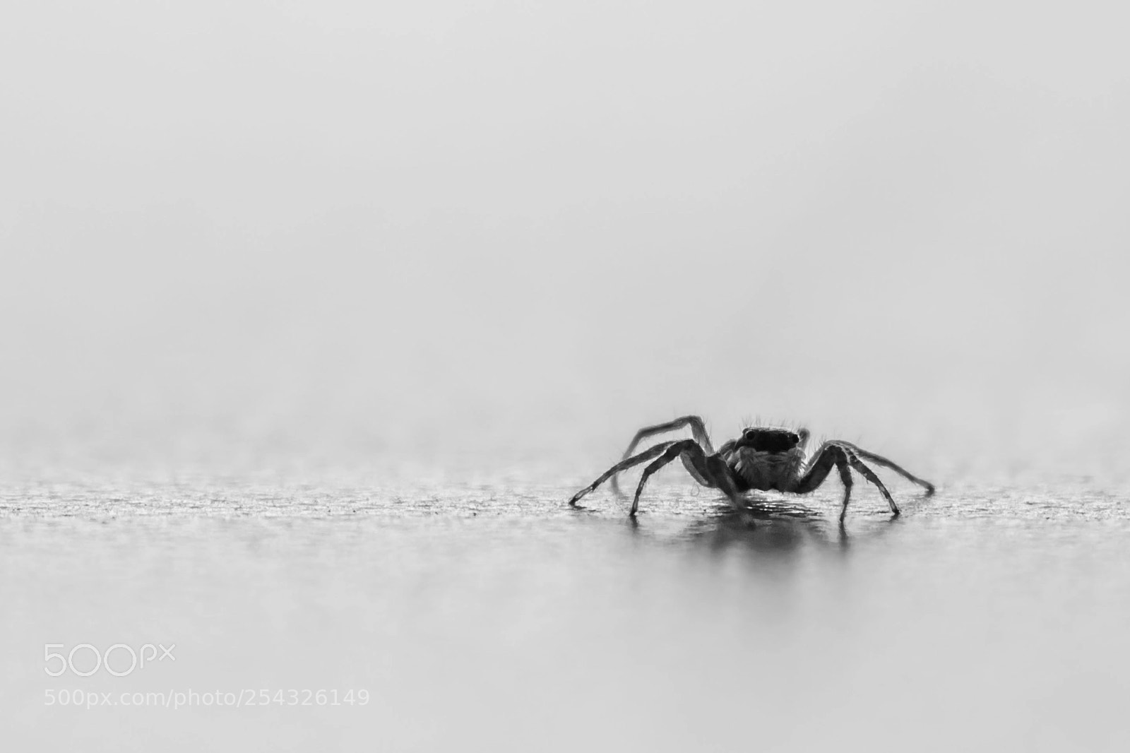 Canon EOS 5DS sample photo. Spider black and white photography