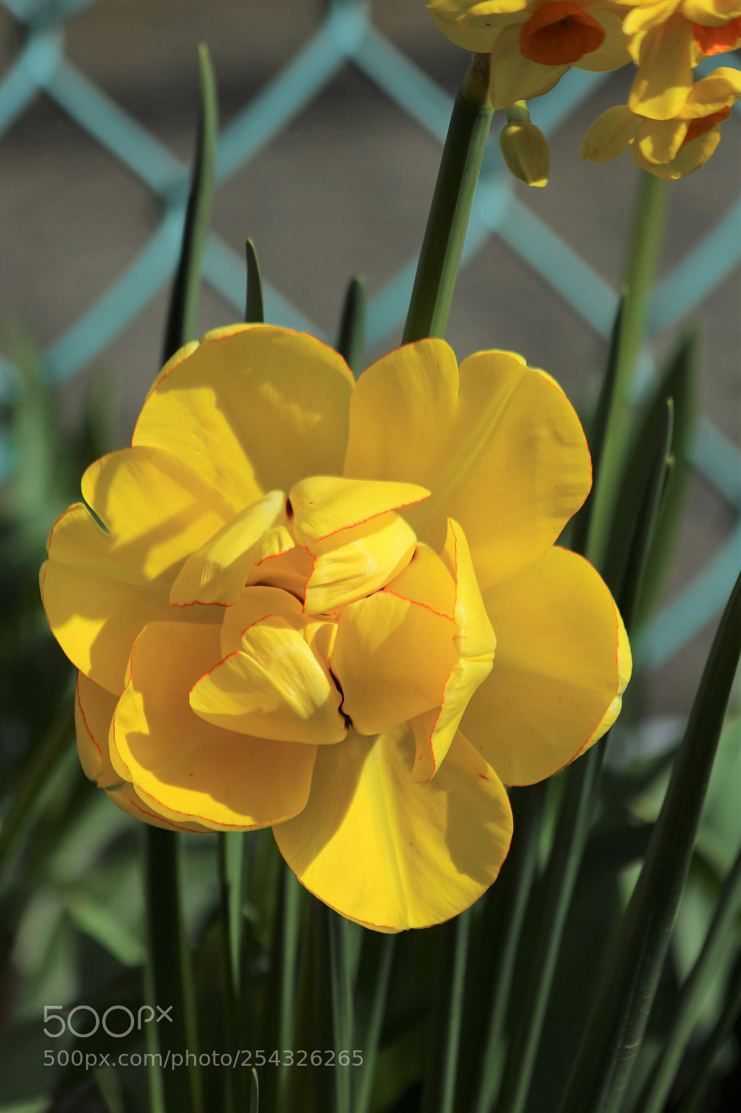 Canon EOS 700D (EOS Rebel T5i / EOS Kiss X7i) sample photo. Yellow spring tulip photography