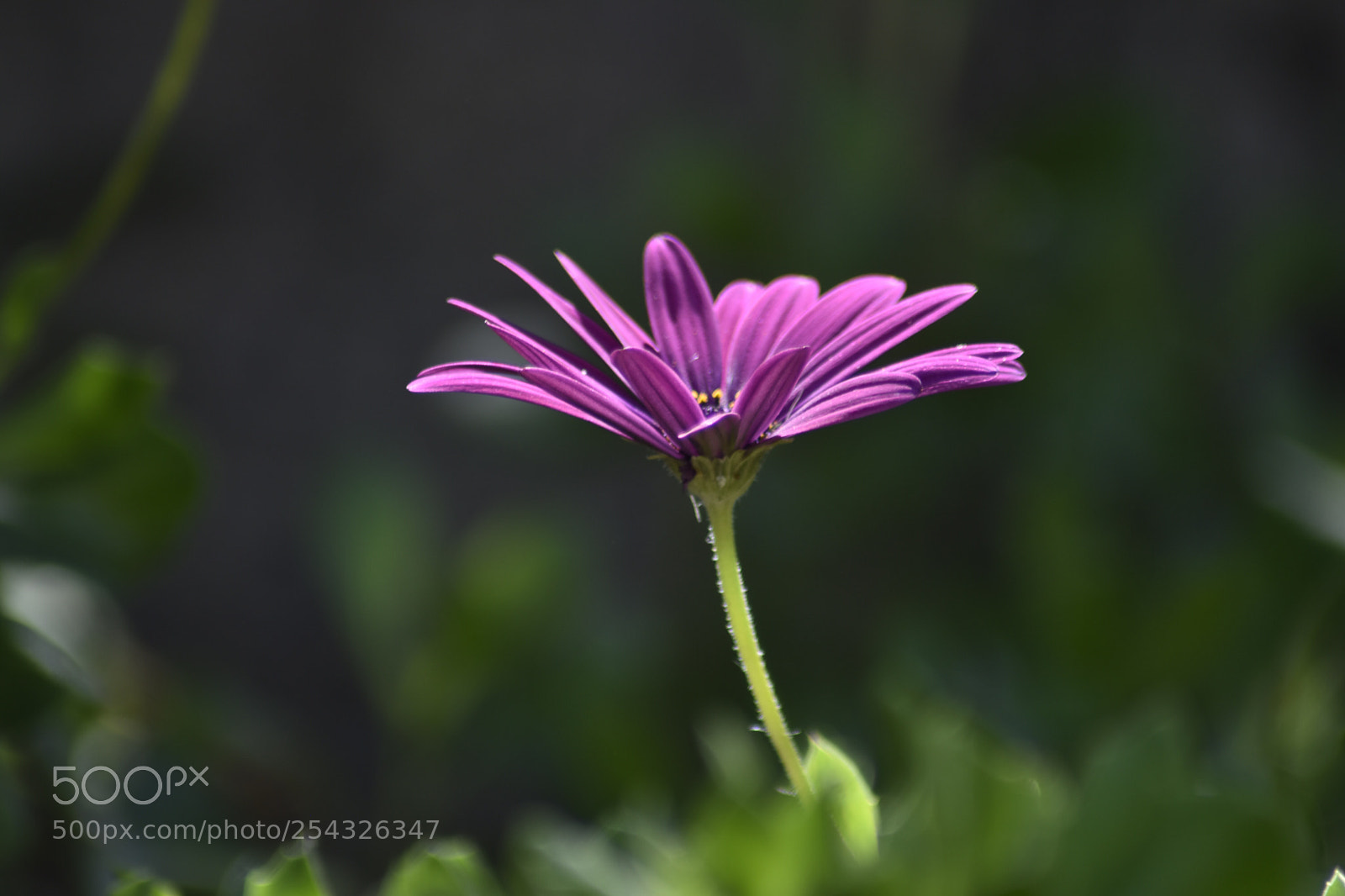 Nikon D5500 sample photo. Untitled photography
