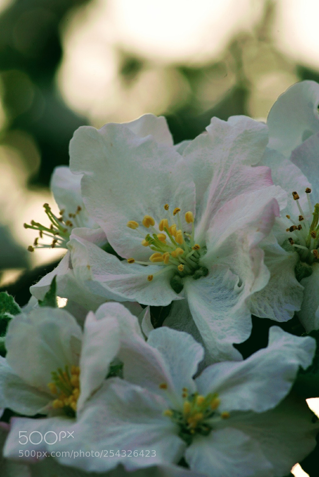 Sony a6000 sample photo. Apfelblüte photography