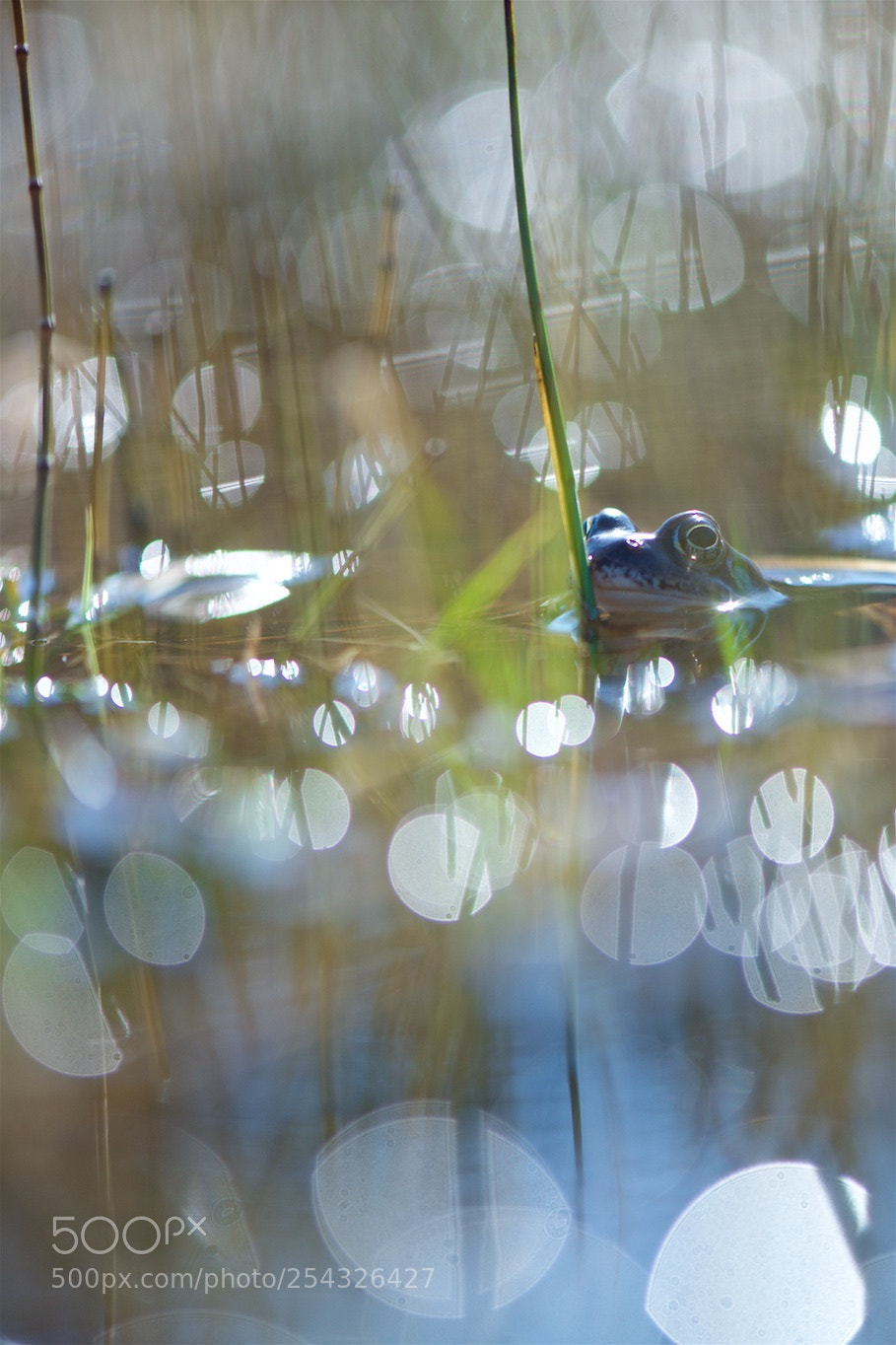 Nikon D810 sample photo. In shine. photography
