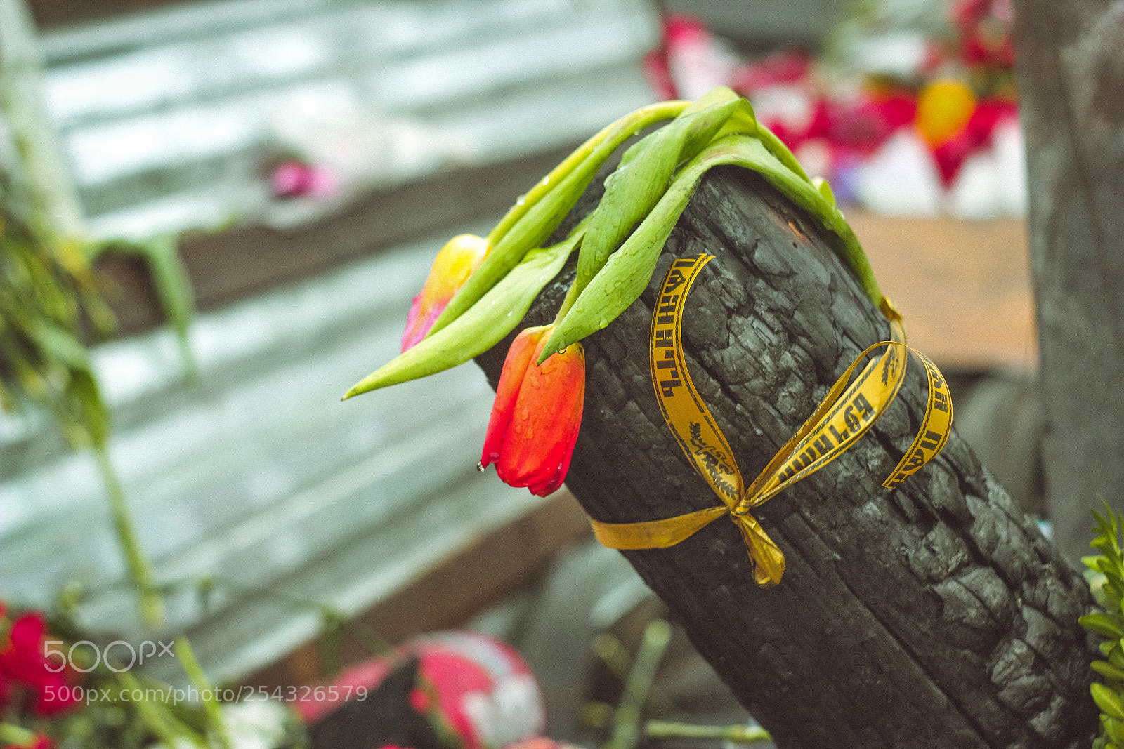 Canon EOS 550D (EOS Rebel T2i / EOS Kiss X4) sample photo. Ukrainian revolution 2014 photography