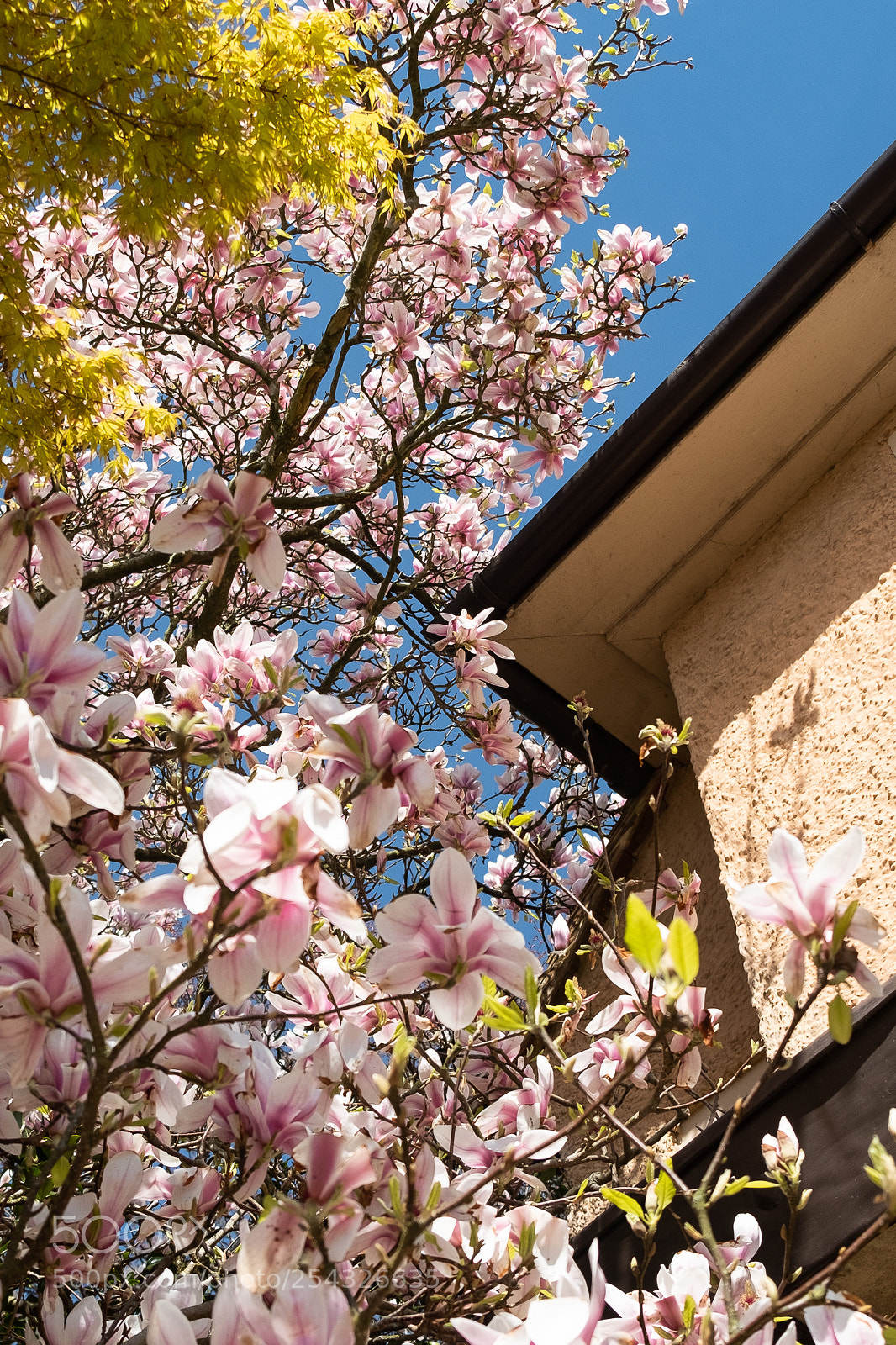 Fujifilm X-T2 sample photo. Magnolia in bloom photography
