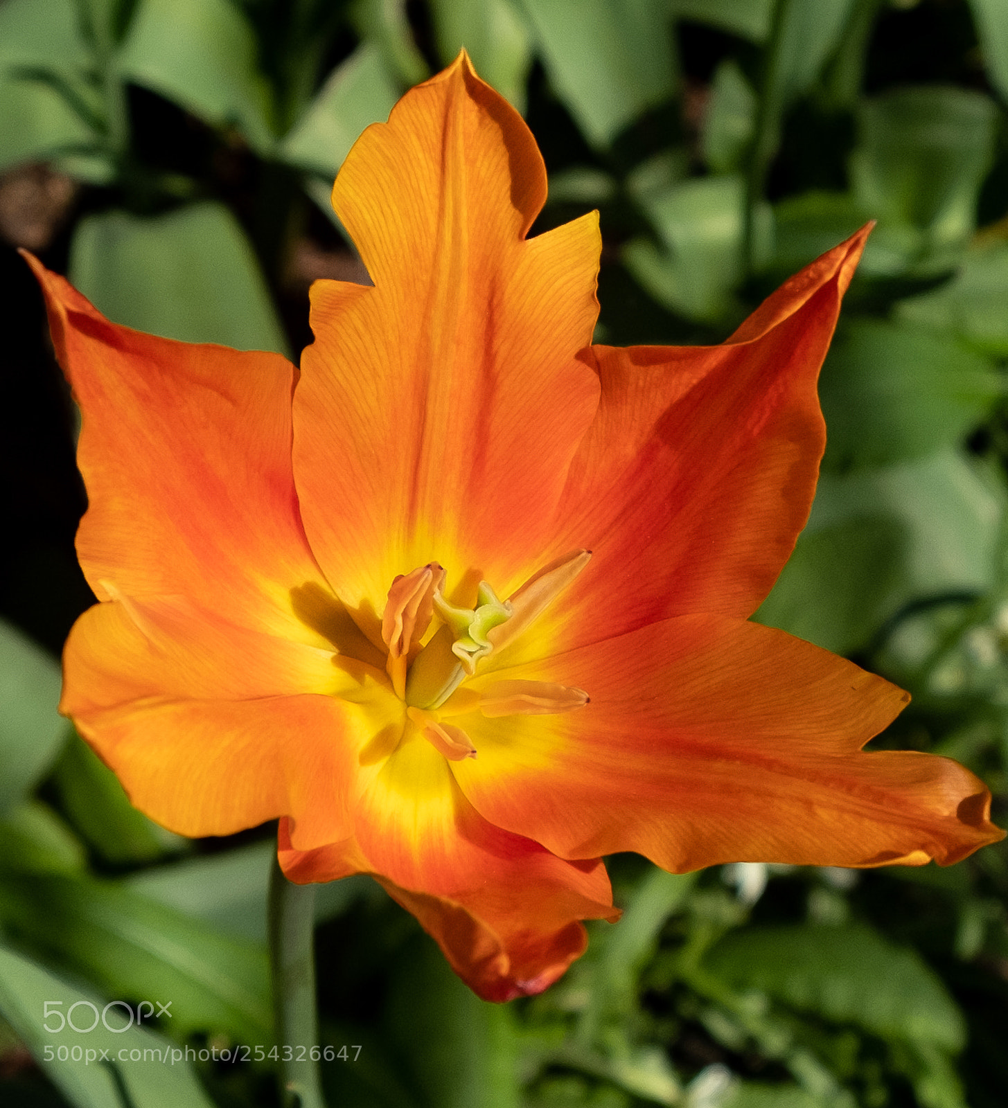 Fujifilm X-T2 sample photo. Tulip season photography