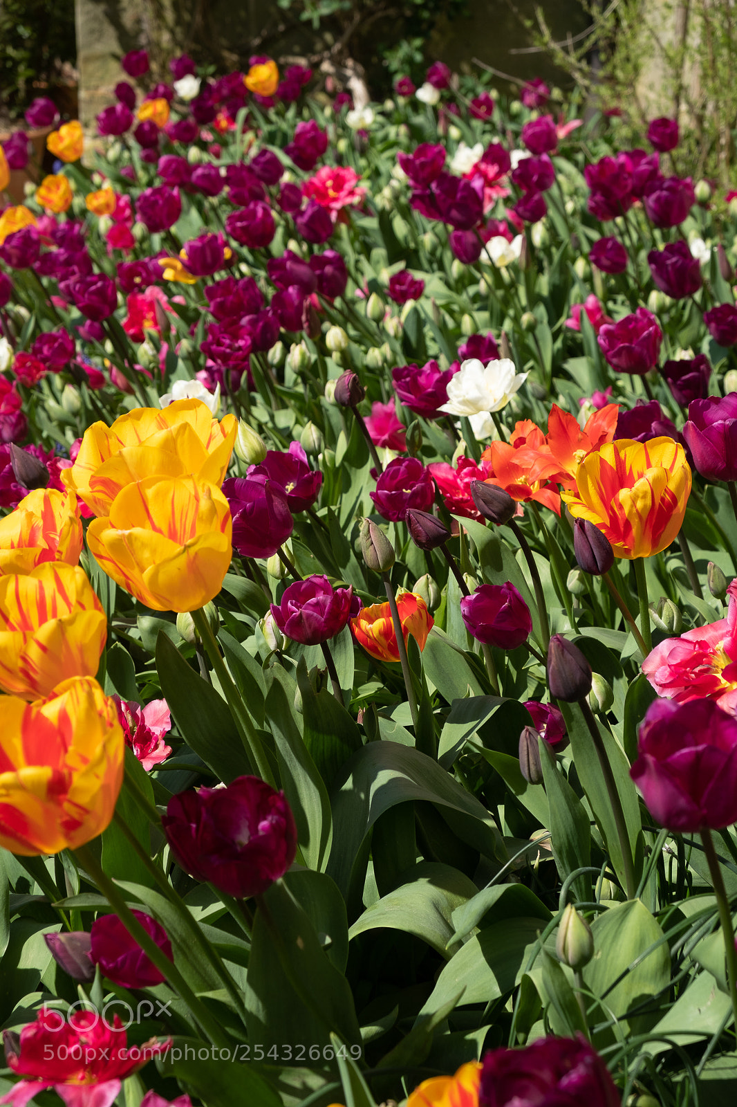 Fujifilm X-T2 sample photo. Tulip beds photography