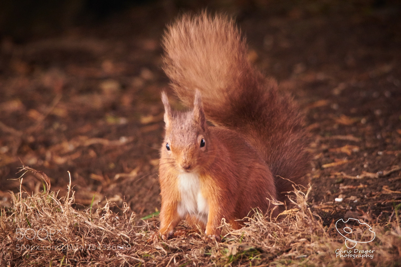 Sony ILCA-77M2 sample photo. Red squirrel photography