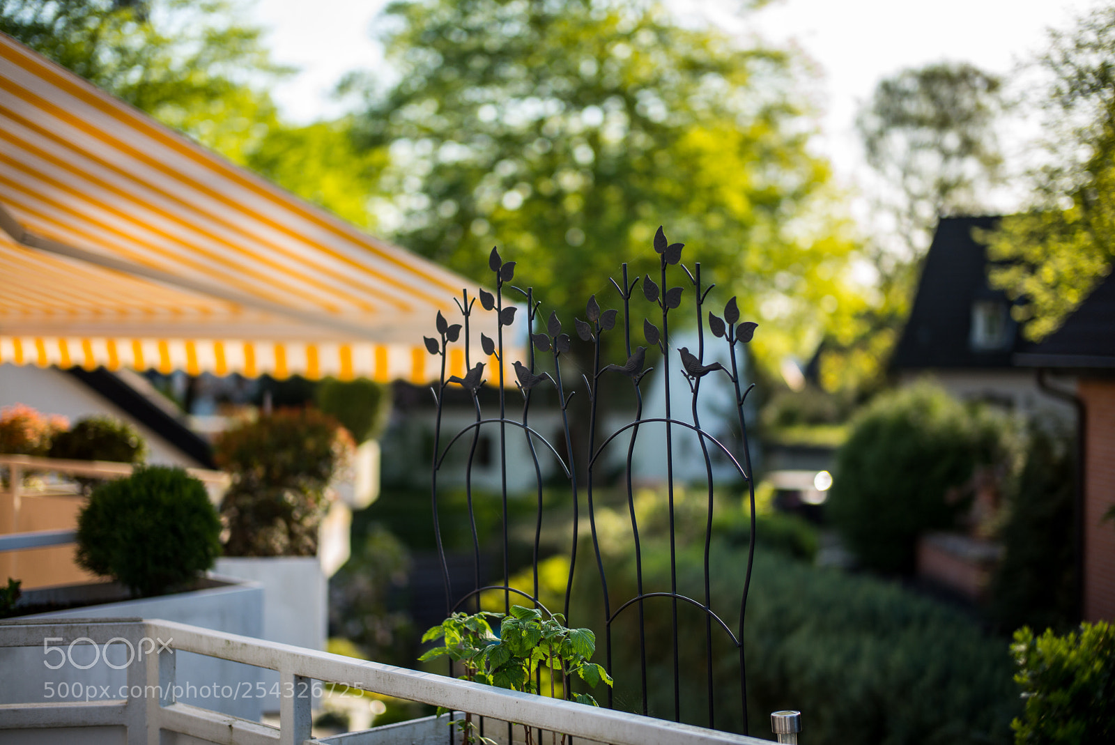 Leica M (Typ 240) sample photo. Golden hour photography