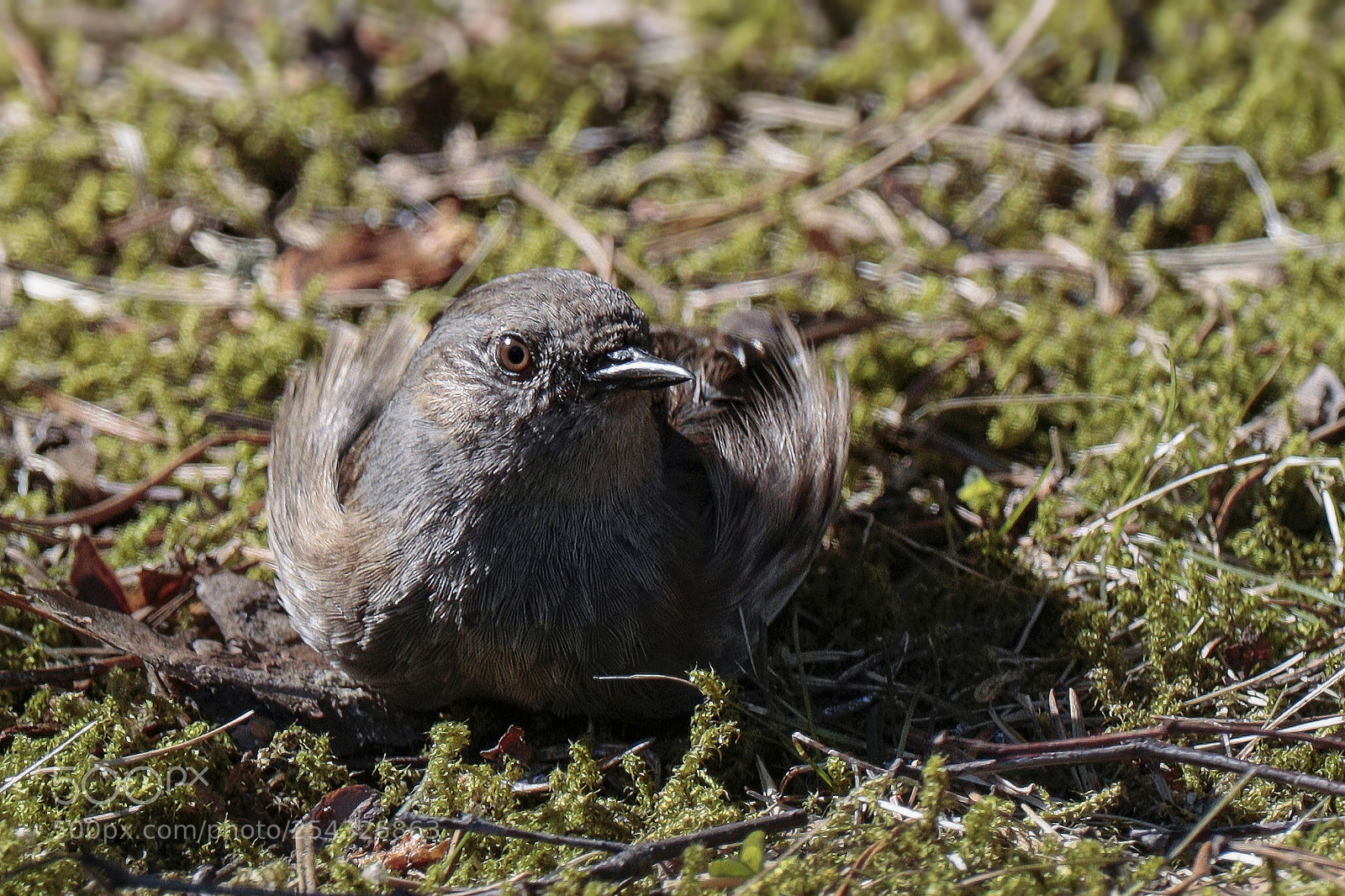 Canon EOS M50 (EOS Kiss M) sample photo. Dunnock (prunella modularis) photography