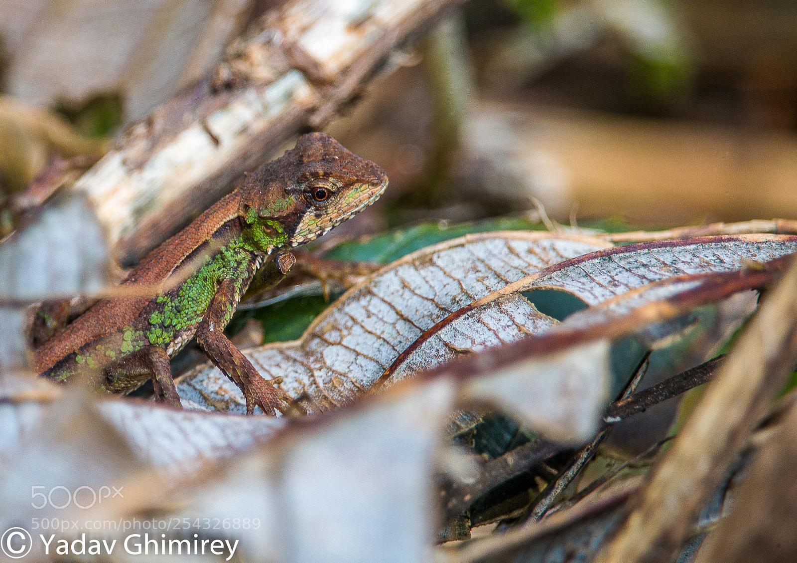 Canon EOS 70D sample photo. Cloud forest agama photography