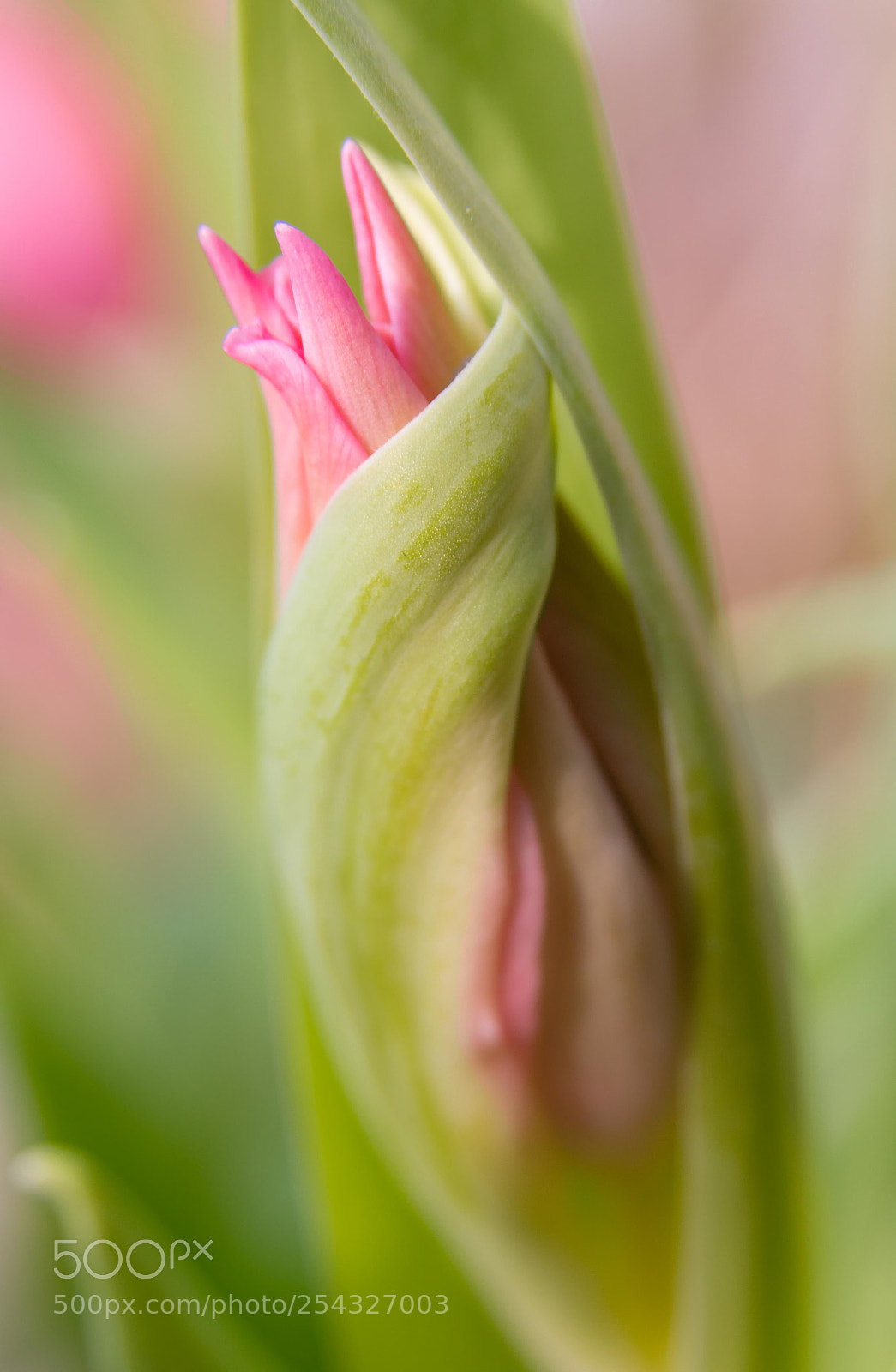 Canon EOS 70D sample photo. Just wait for it. photography
