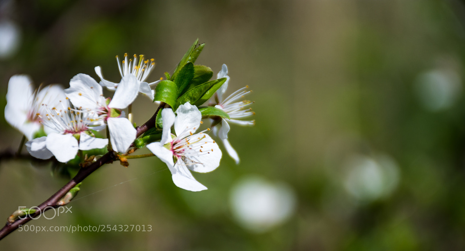 Nikon D7200 sample photo. Fragile white-green-ness photography