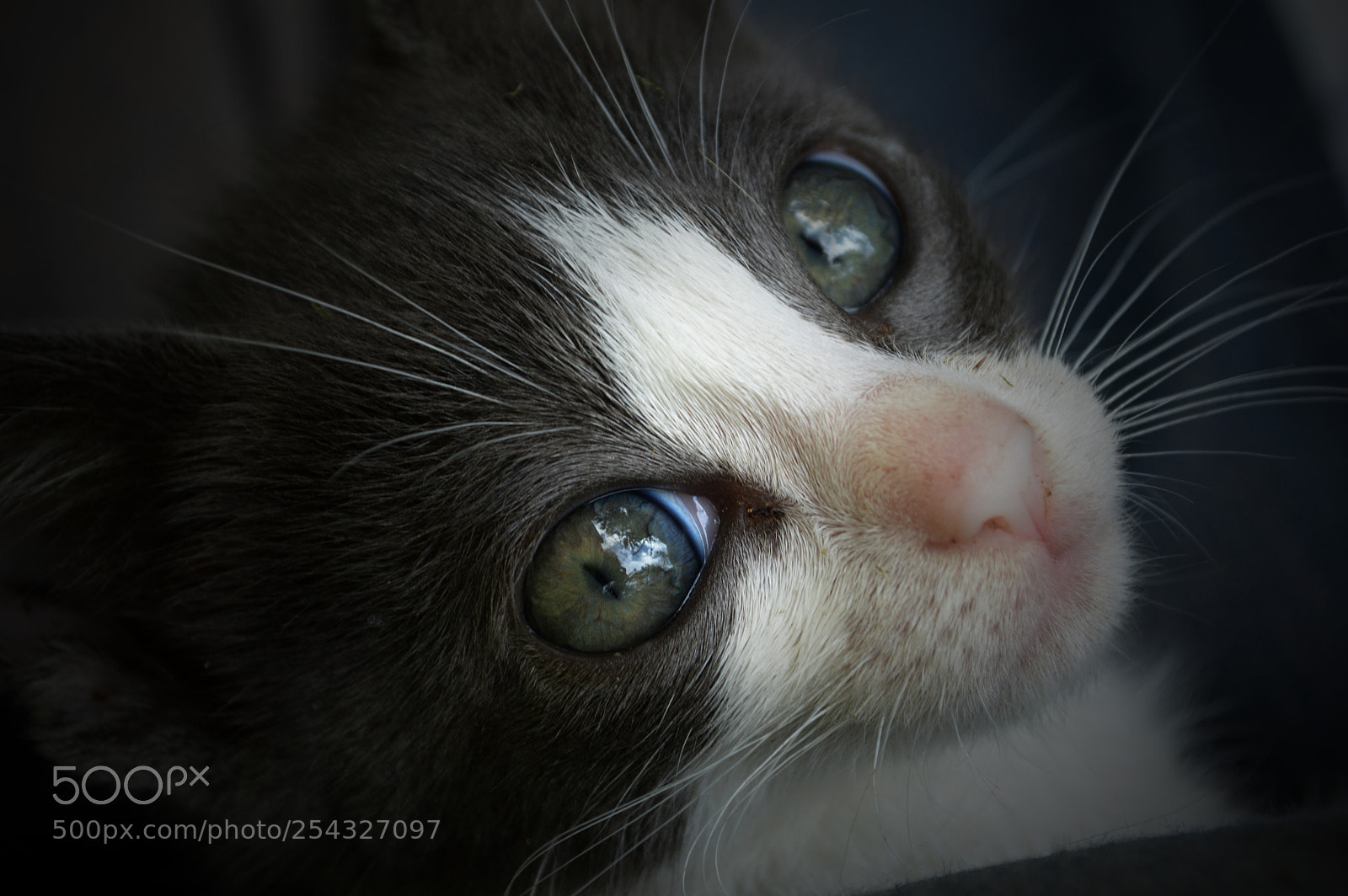 Nikon D3200 sample photo. Curious eyes photography