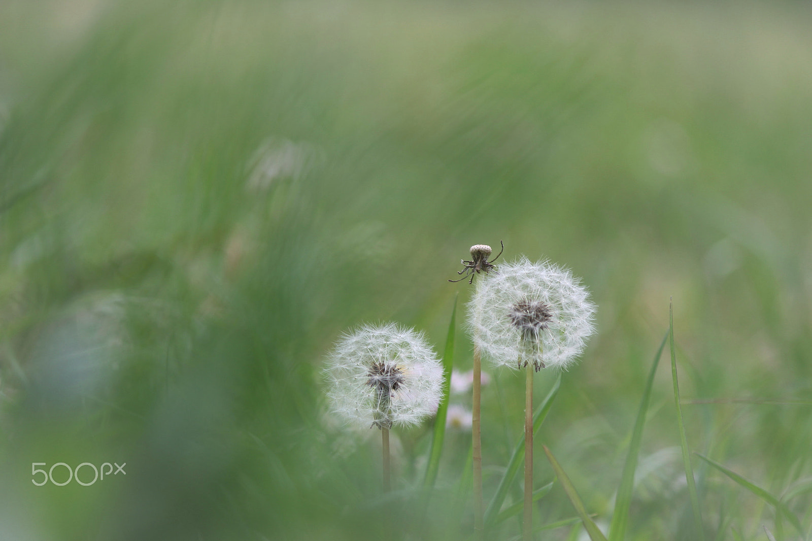 Canon EF-S 55-250mm F4-5.6 IS II sample photo. Spring weather photography