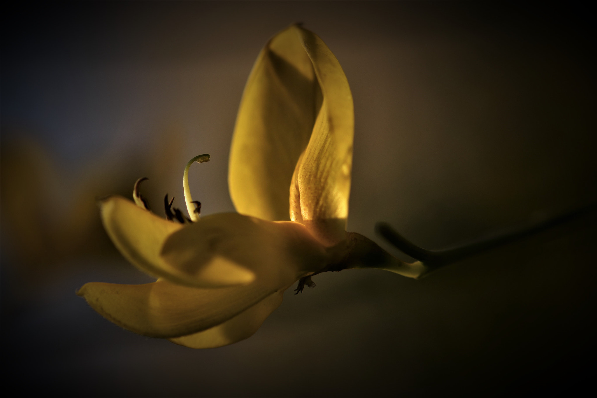 Nikon AF-S Micro-Nikkor 105mm F2.8G IF-ED VR sample photo. Open . . . photography