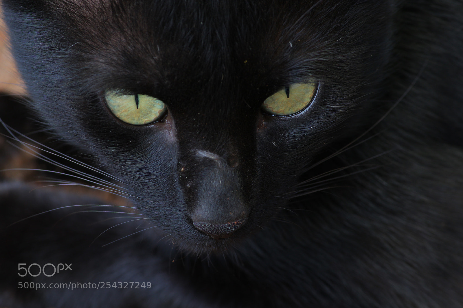 Canon EF-S 55-250mm F4-5.6 IS II sample photo. Fearless photography