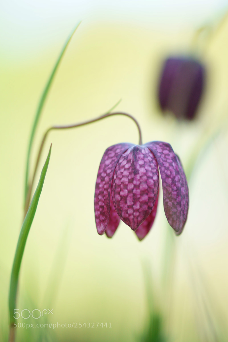 Sony ILCA-77M2 sample photo. Fritilary photography